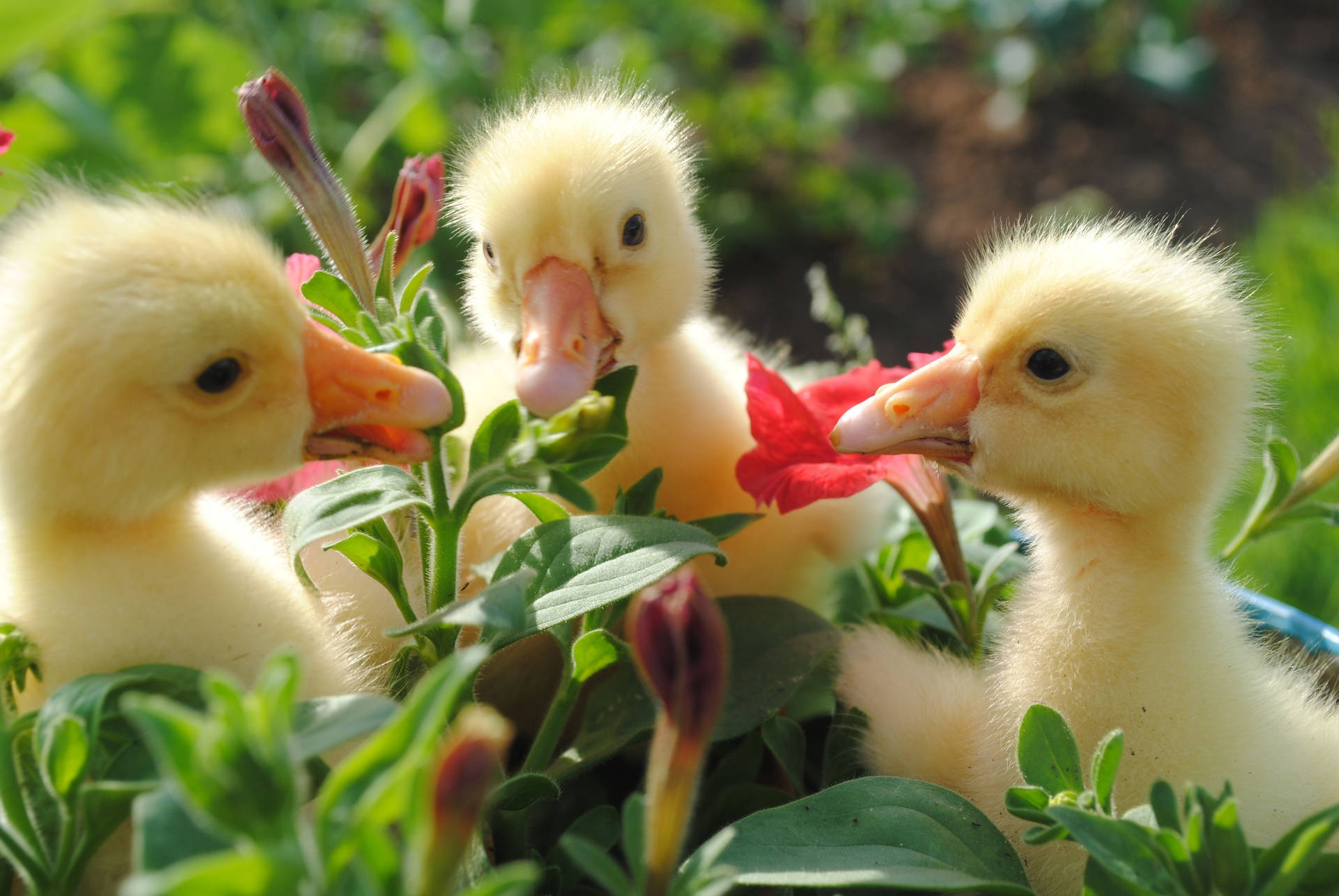 Flowers And Ducks Background