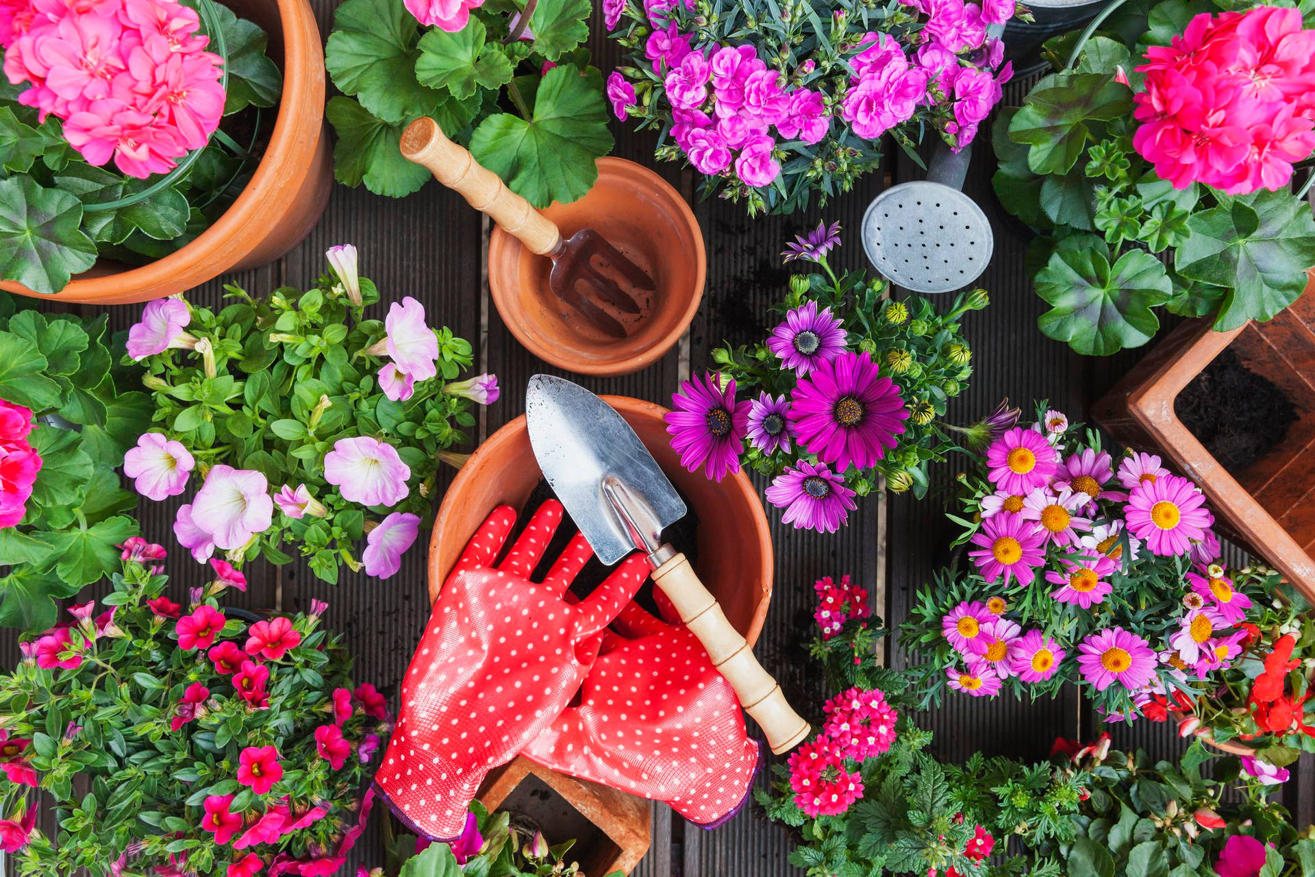Flowers And Gardening Tools Photography Background