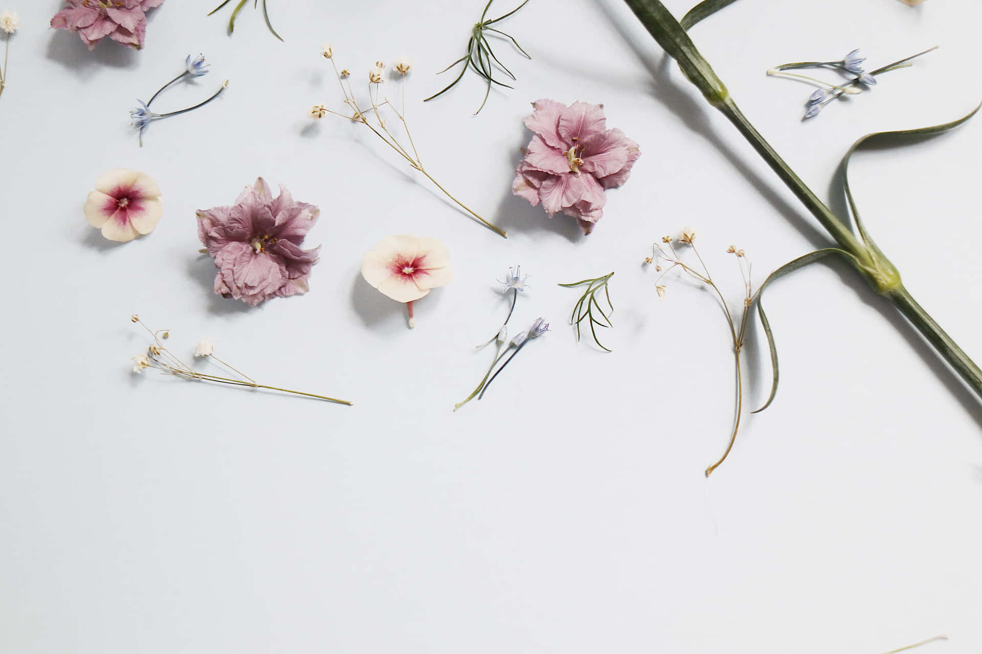 Flowers And Leaves On A White Background Background