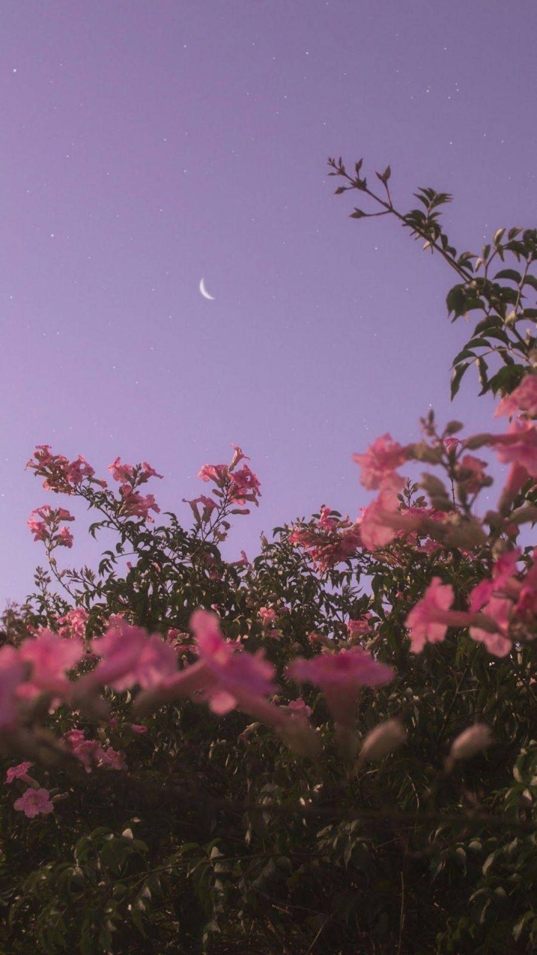 Flowers And Moon Aesthetic