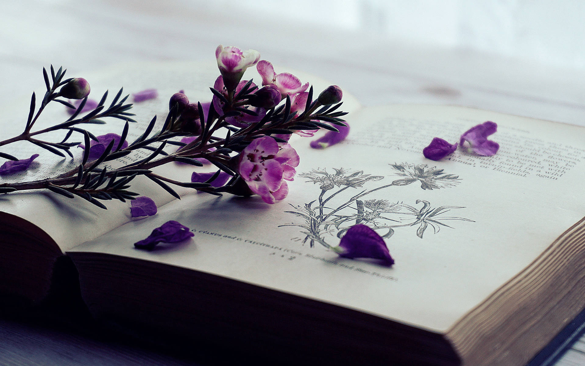 Flowers And Open Book Full 4k Background