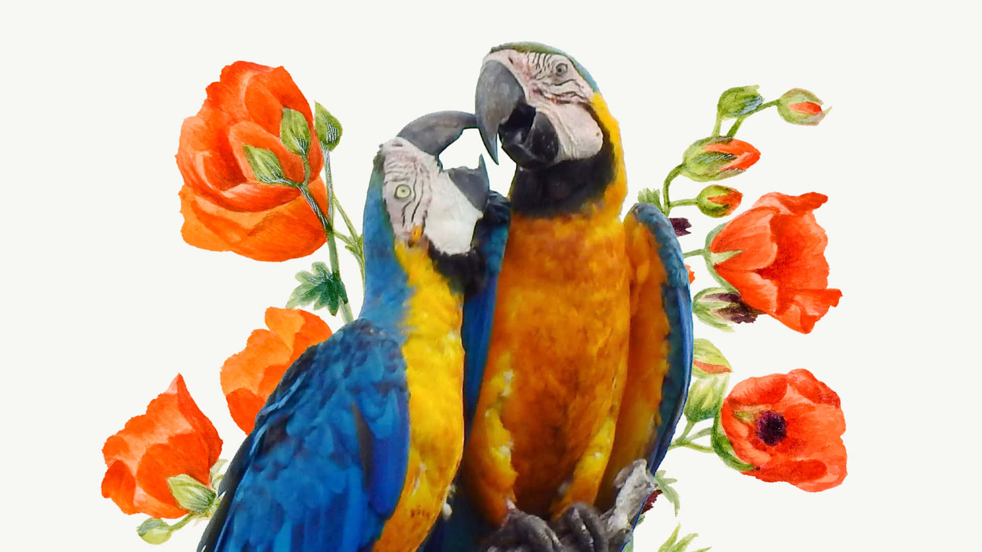 Flowers And Parrot Background