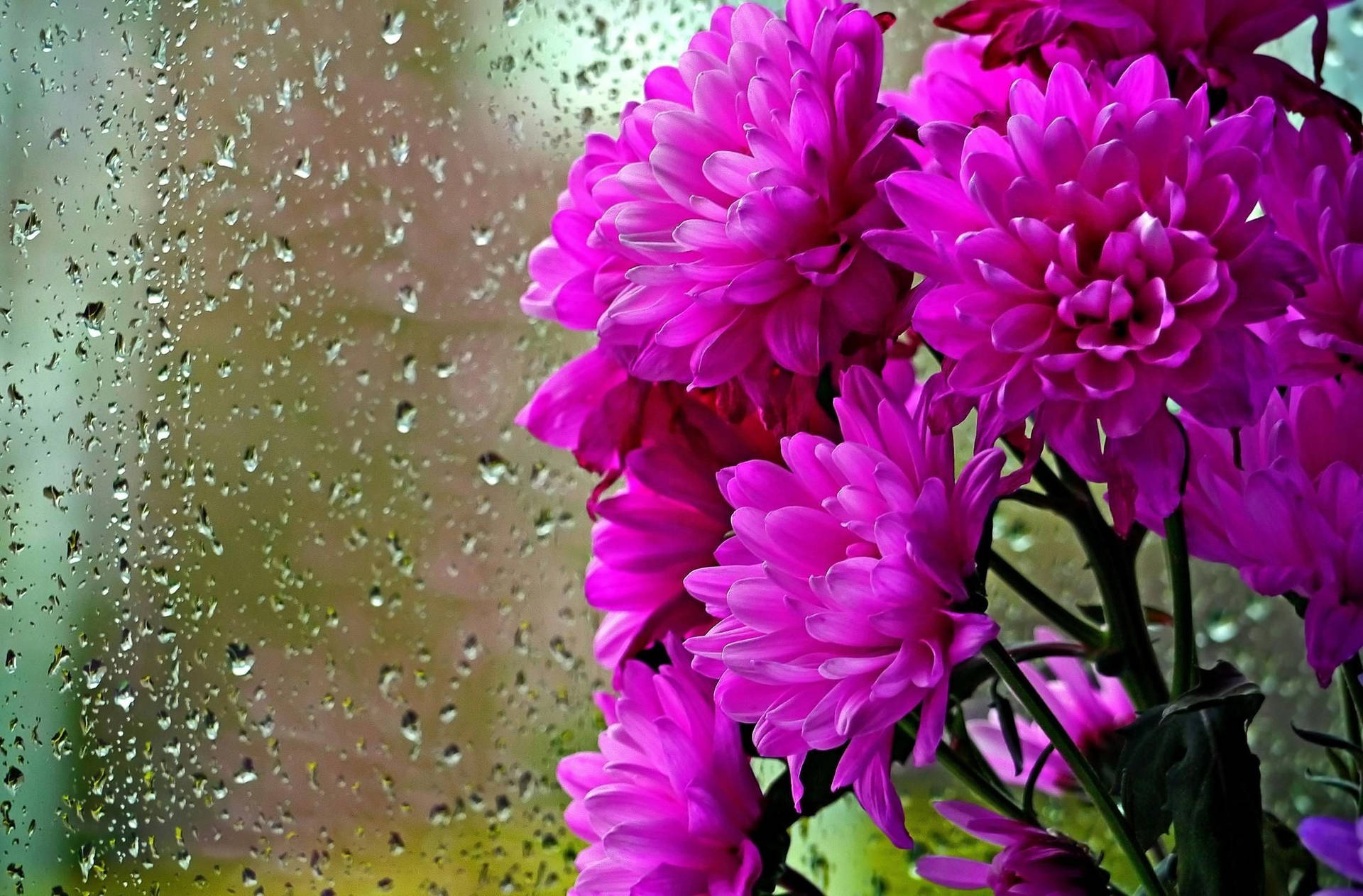 Flowers And The Beautiful Rain Background