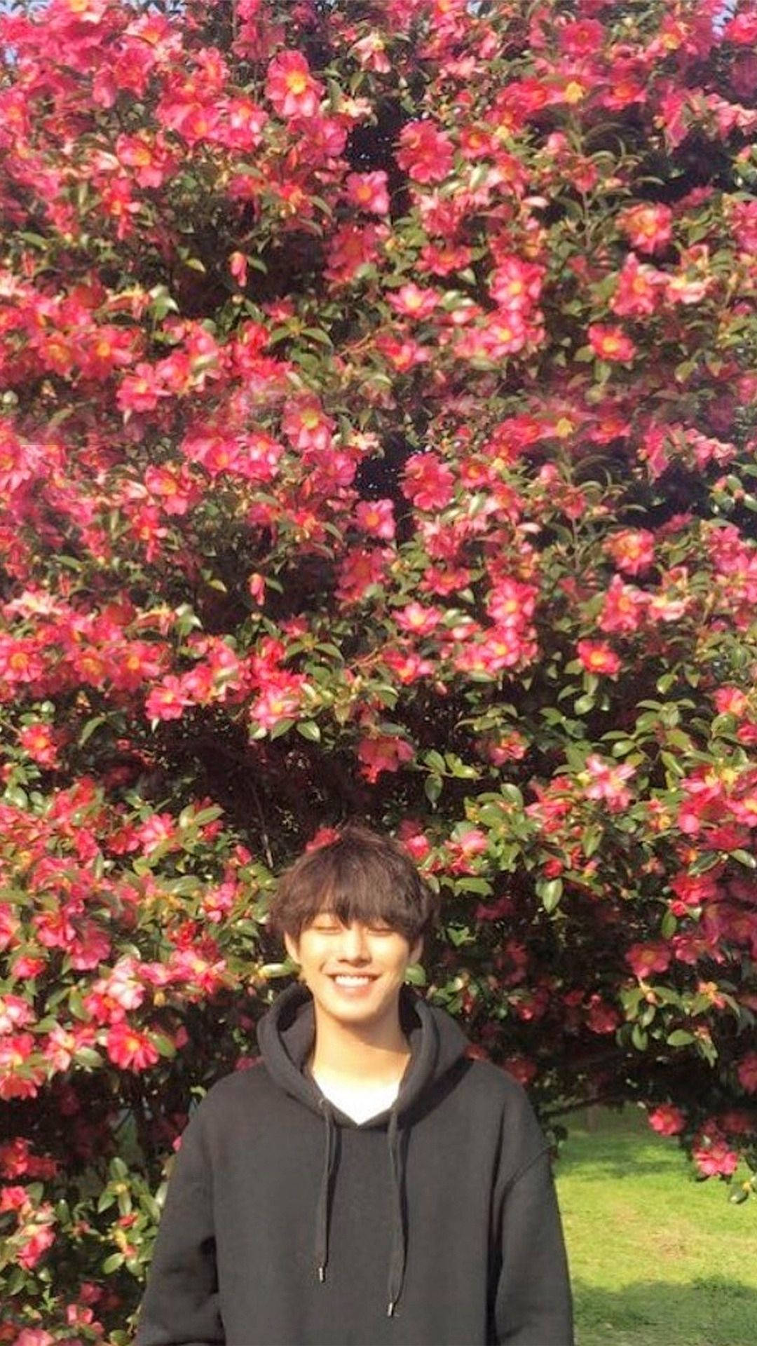 Flowers Behind Ahn Hyo Seop Background