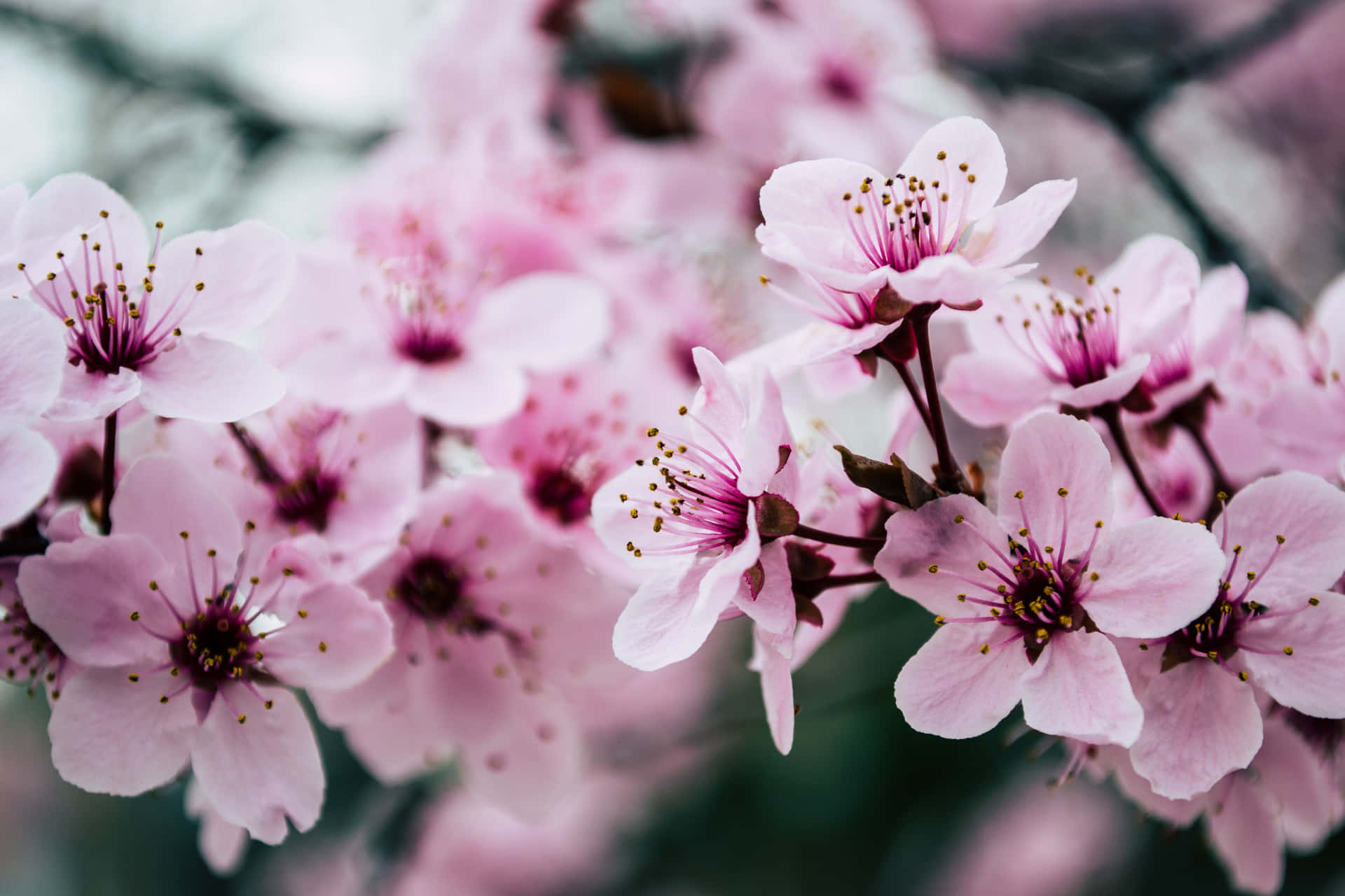 Flowers Close-up Cherry Blossoms Background