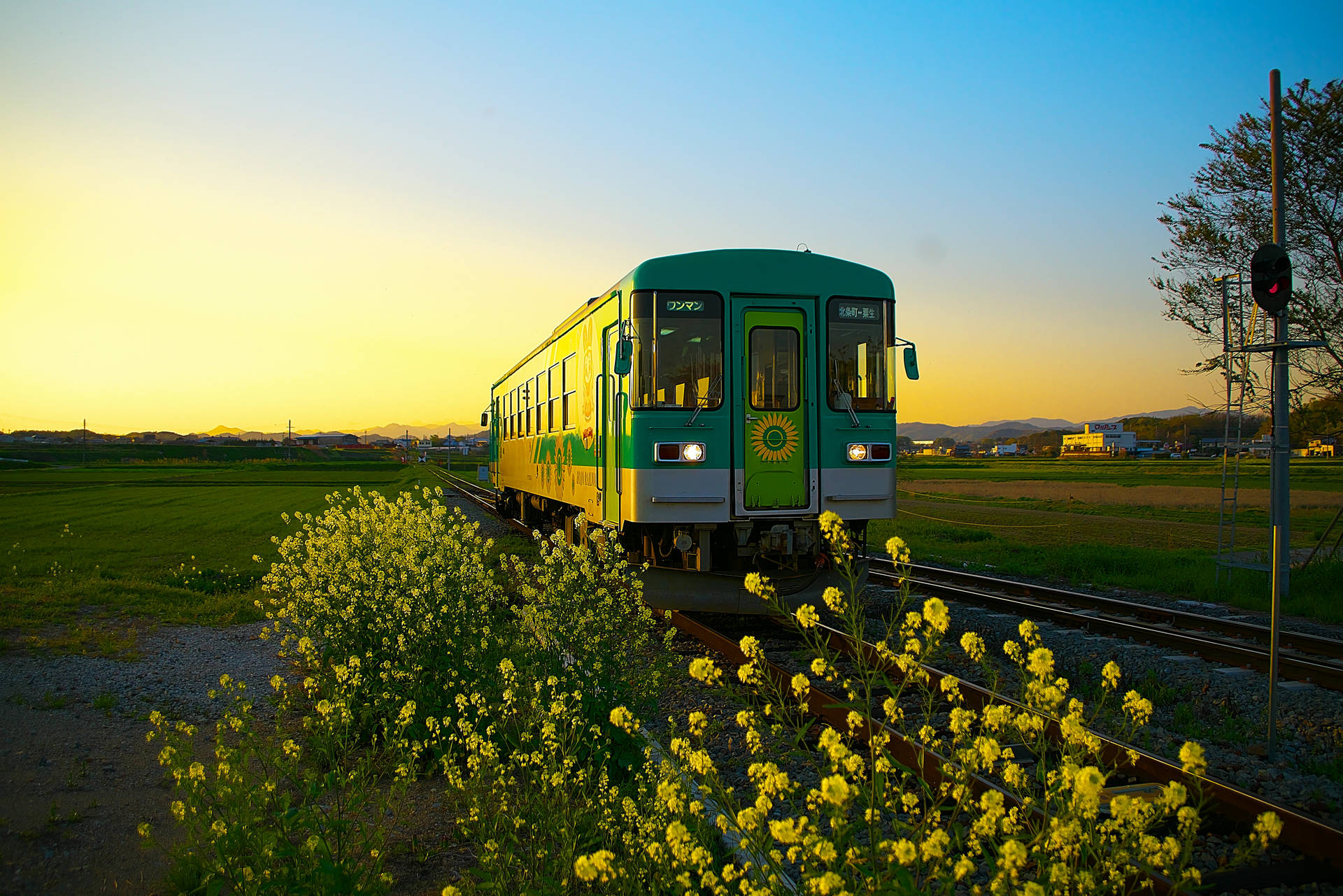 Flowers Follow The Train Background