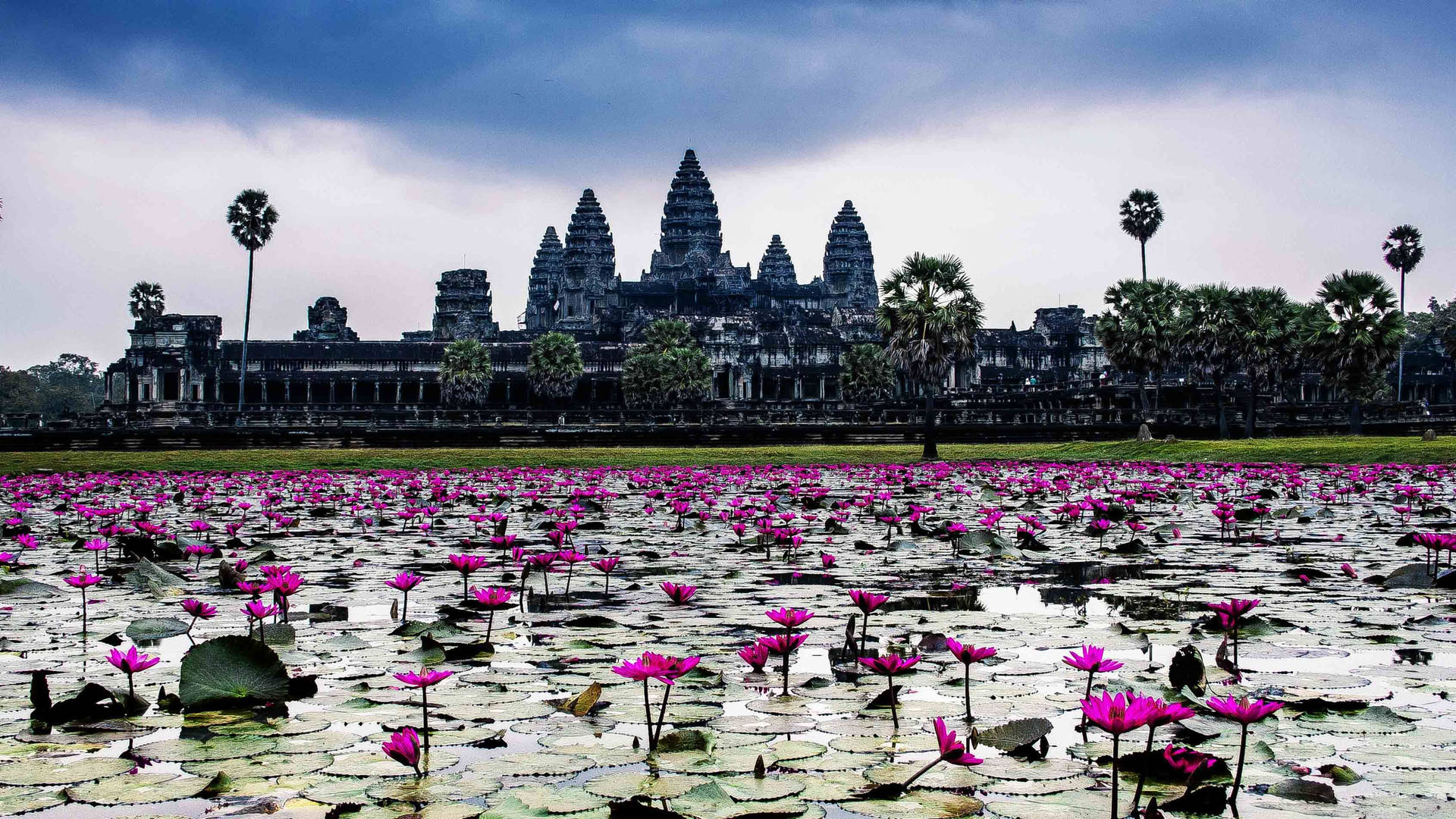 Flowers Growing In The Water Outside Angkor Wat Background