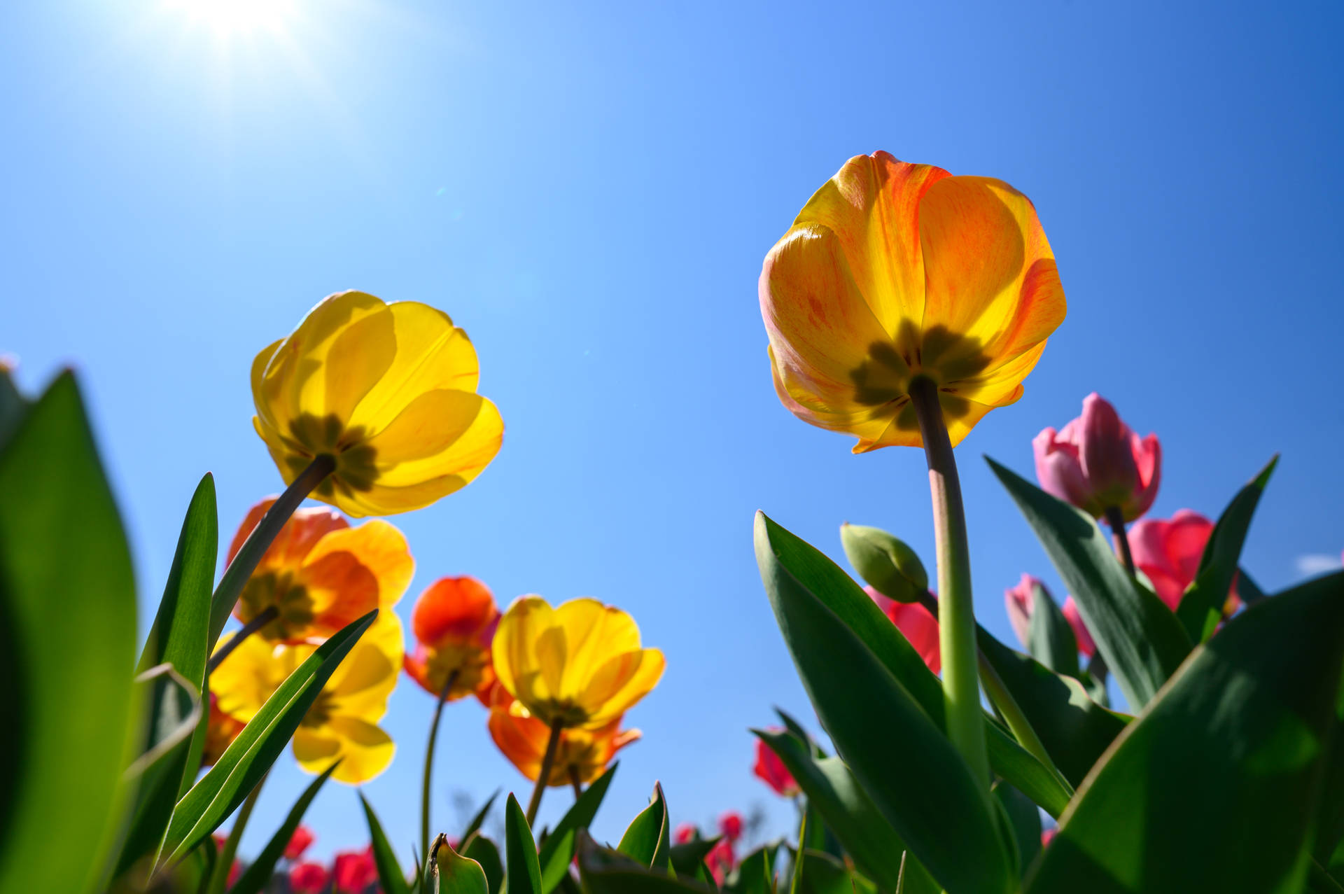Flowers In Spring Background