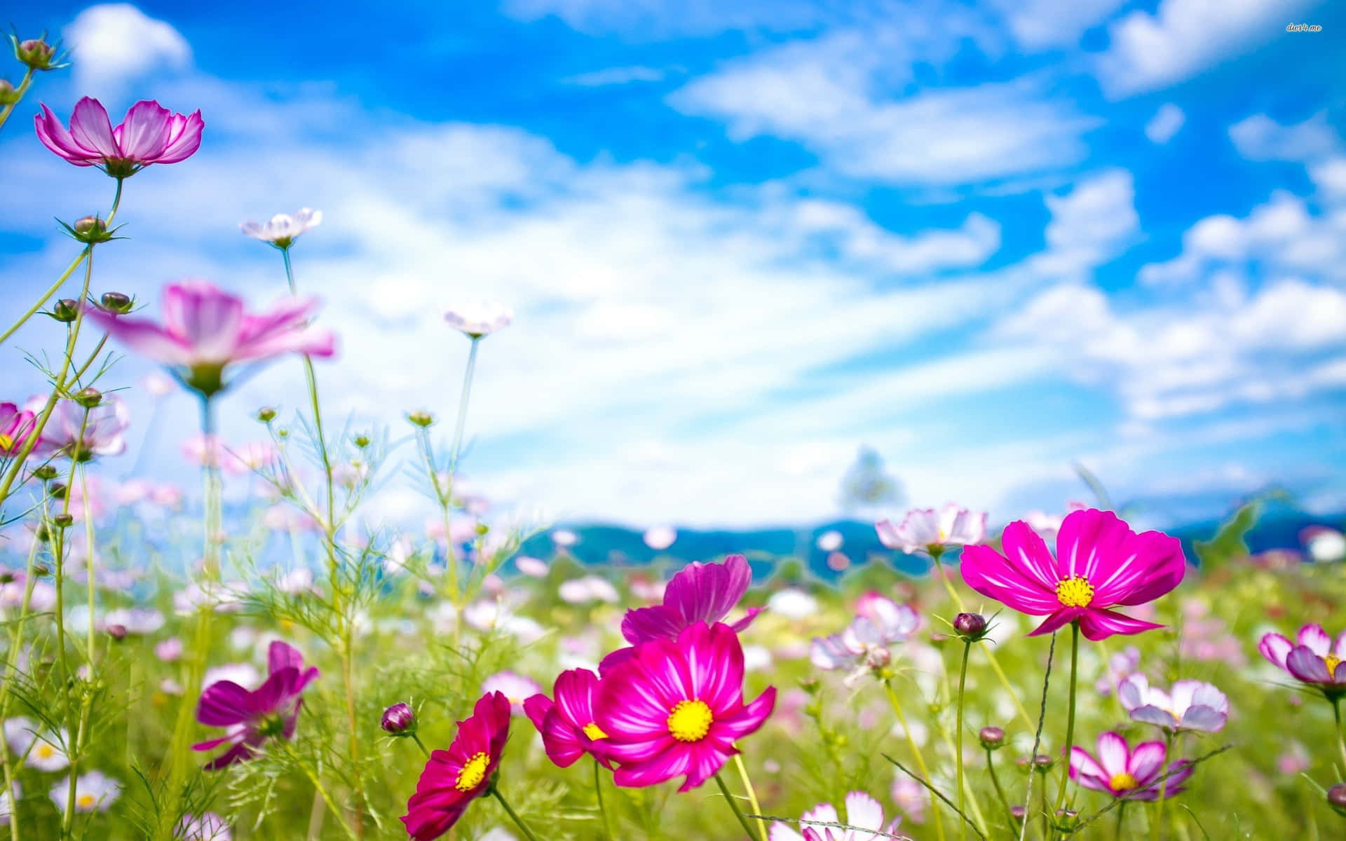 Flowers Nature Against Sky With Clouds Background