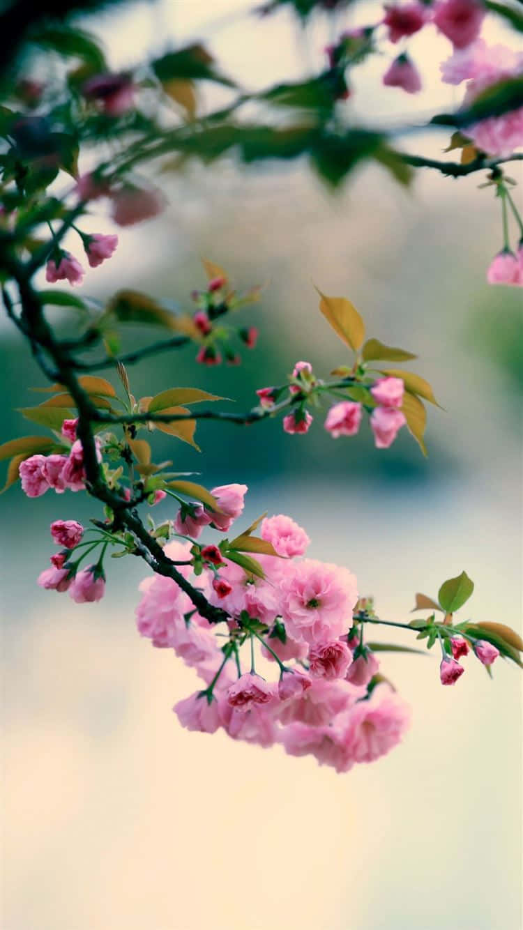 Flowers Nature Black Twigs With Leaves