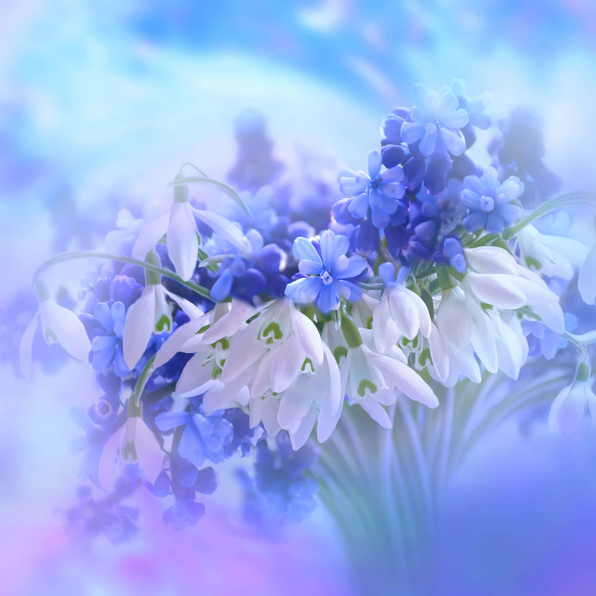 Flowers Nature Blue And White Background