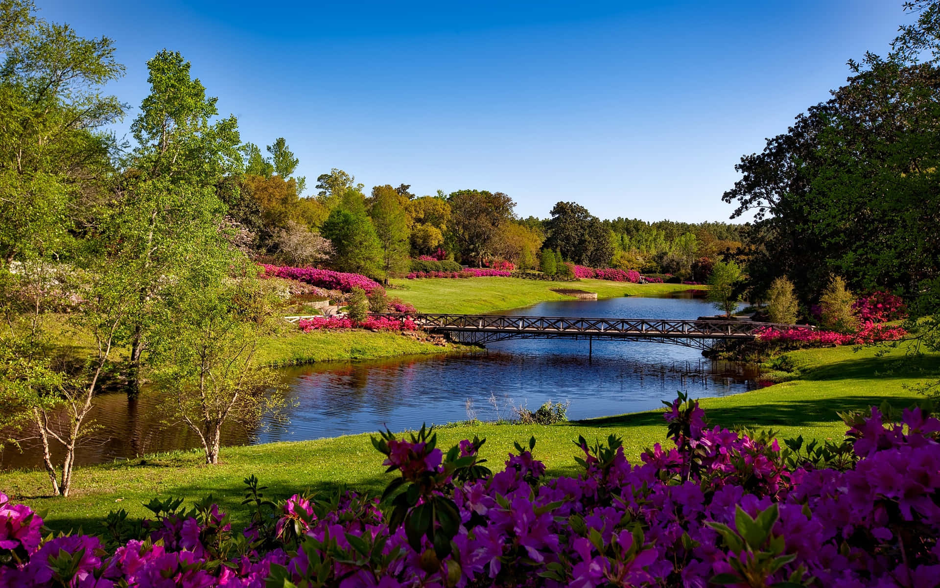 Flowers Nature Blue River Sky Background