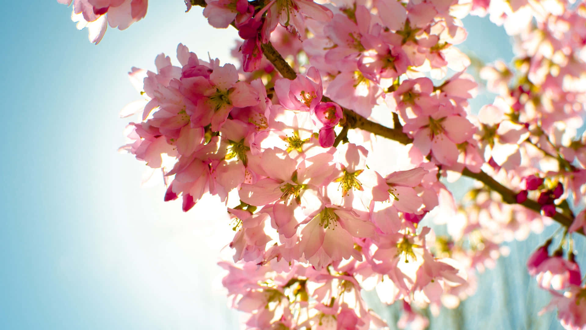 Flowers Nature Bright Blue Sky Background