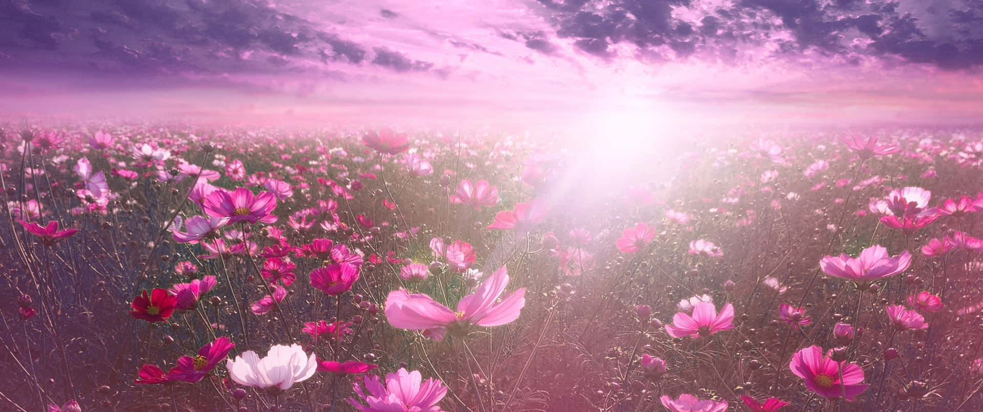 Flowers Nature Bright Sun Sky Background