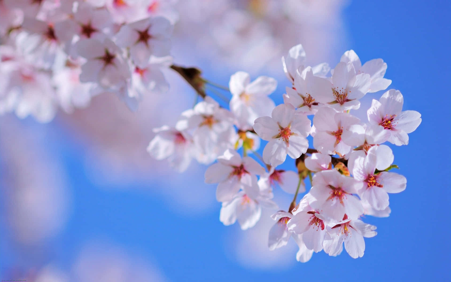 Flowers Nature Cherry Blossoms