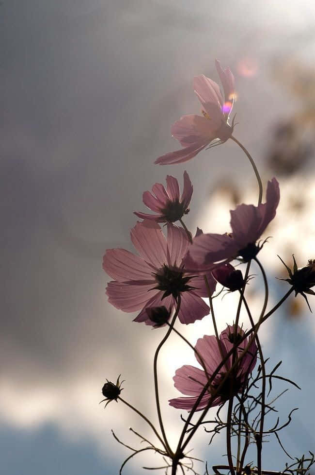 Flowers Nature Cloudy Sky Background