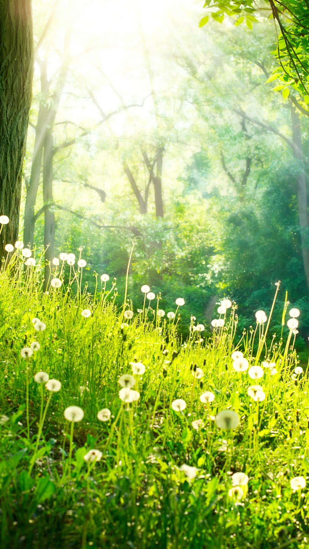 Flowers Nature Dandelions Field Background