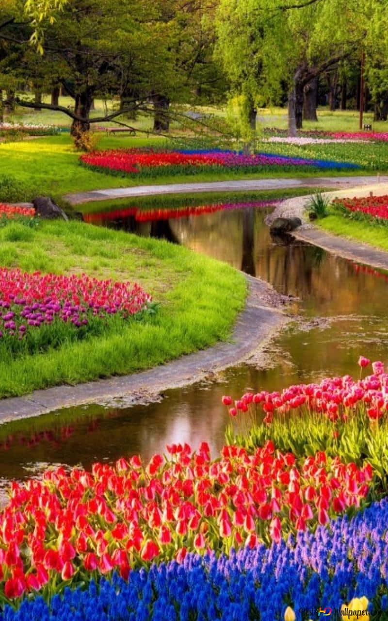 Flowers Nature Different Colors River Background