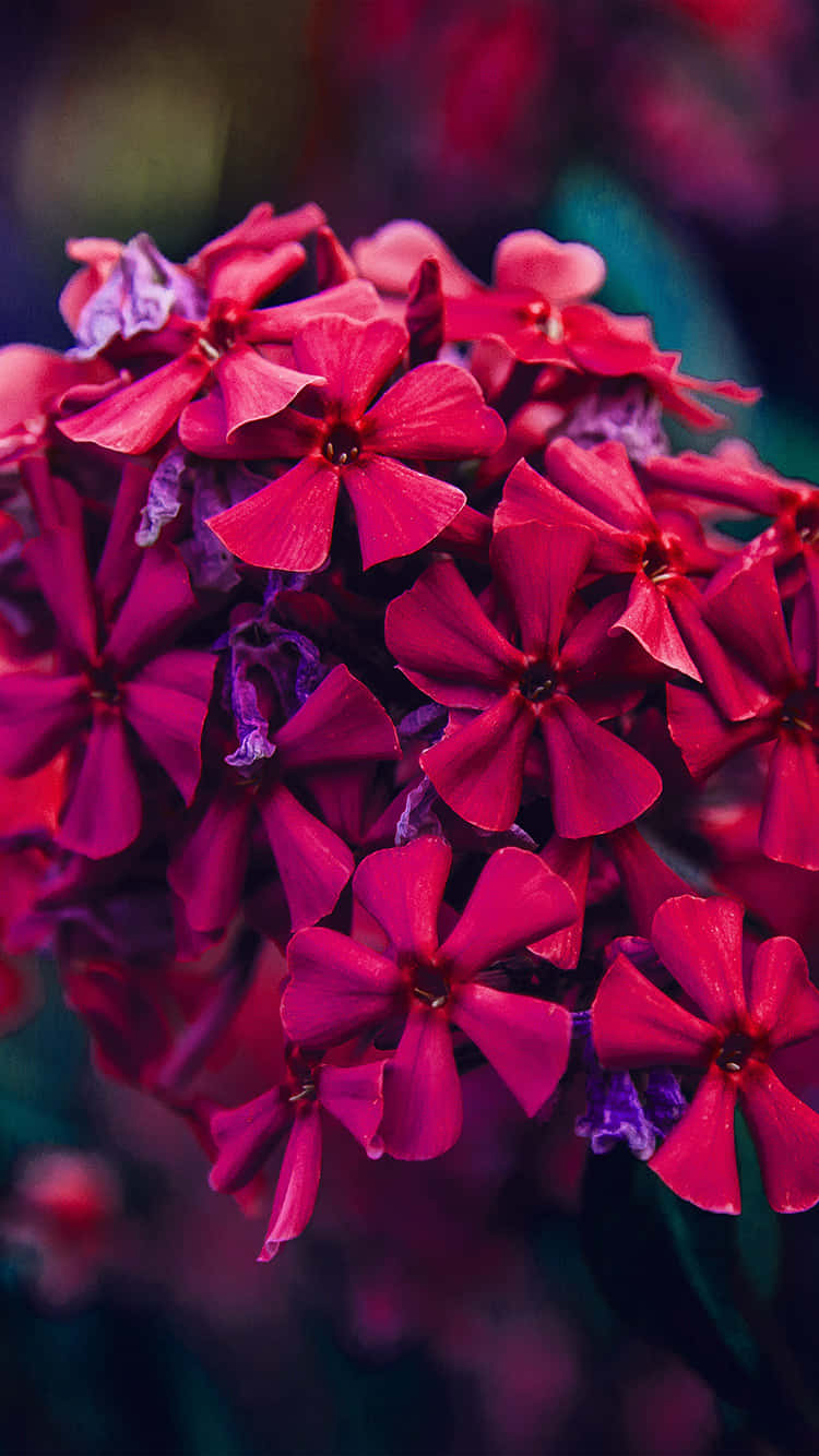 Flowers Nature Garden Phlox Petals Background