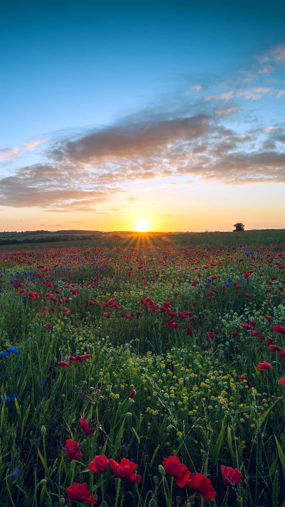 Flowers Nature Golden Sun Background