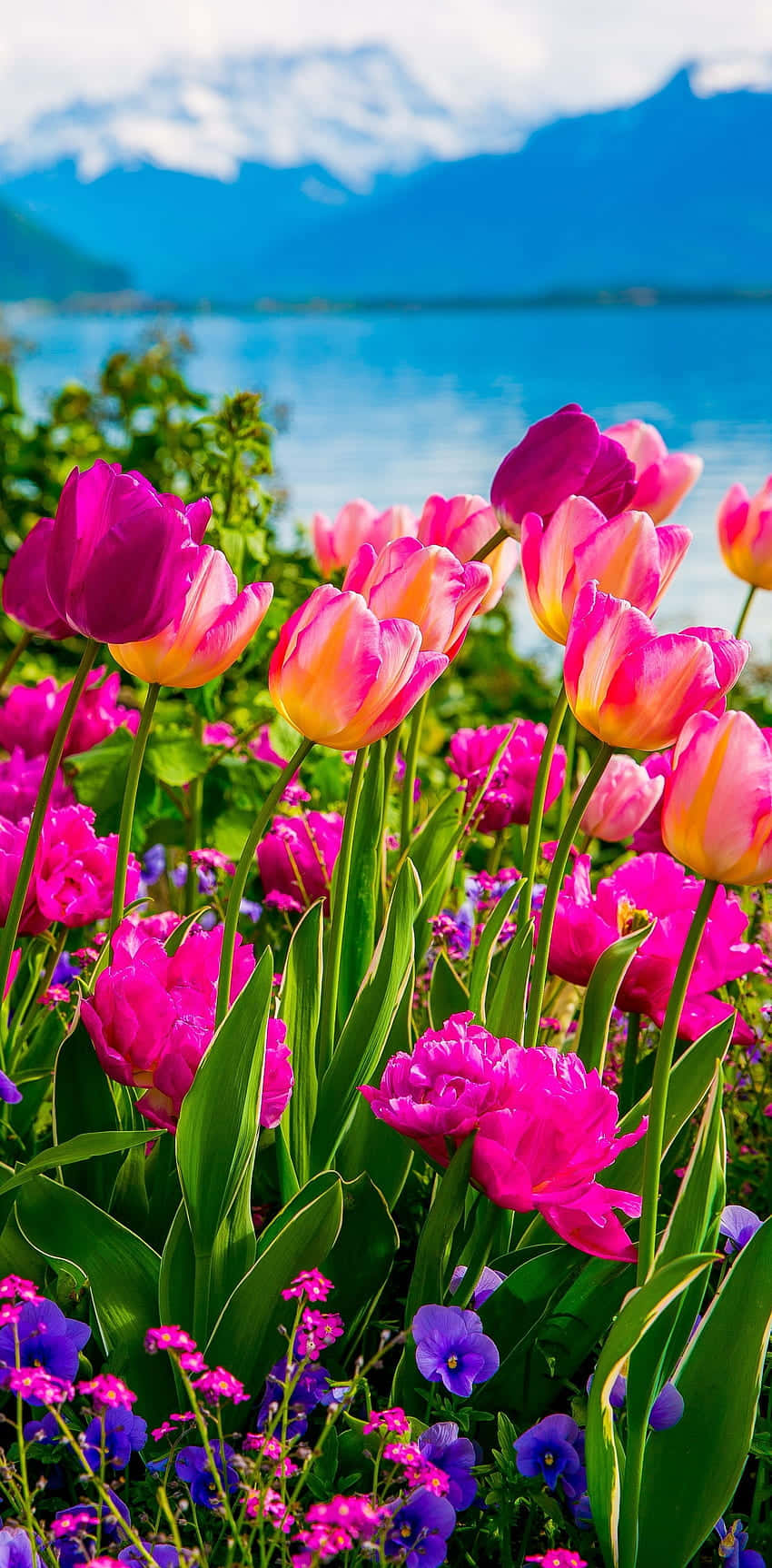 Flowers Nature Green Grasses