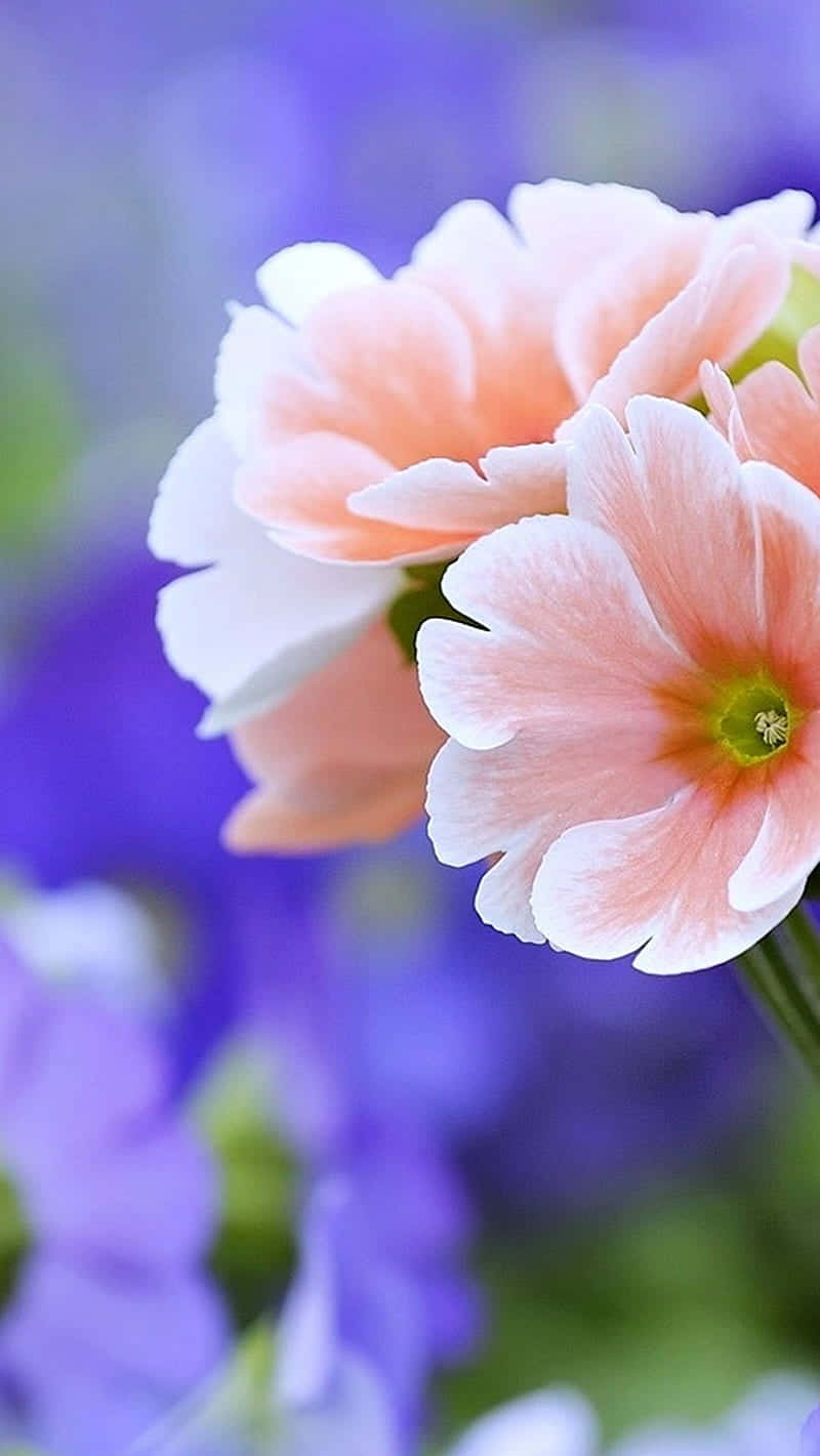 Flowers Nature Peach And White Background