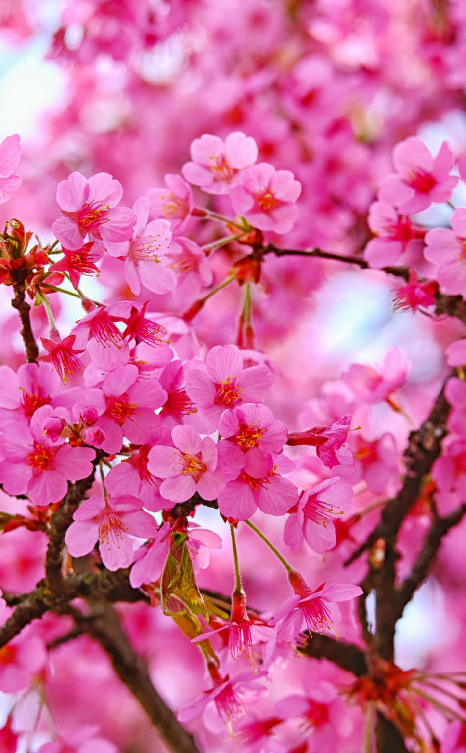 Flowers Nature Pink Cherry Blossom