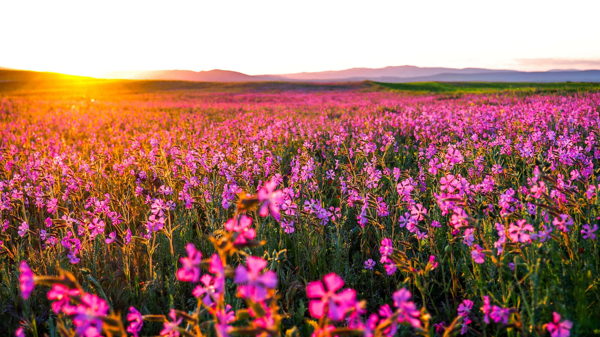 Flowers Nature Pink Flowers Field