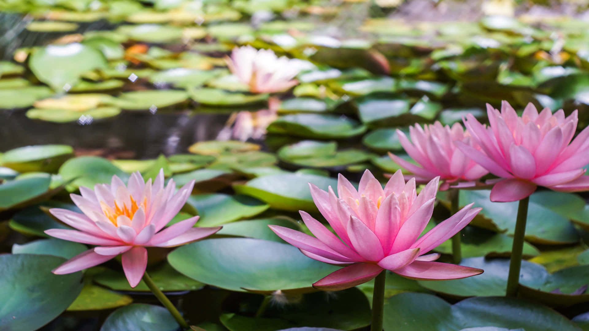 Flowers Nature Pink Lotus Background