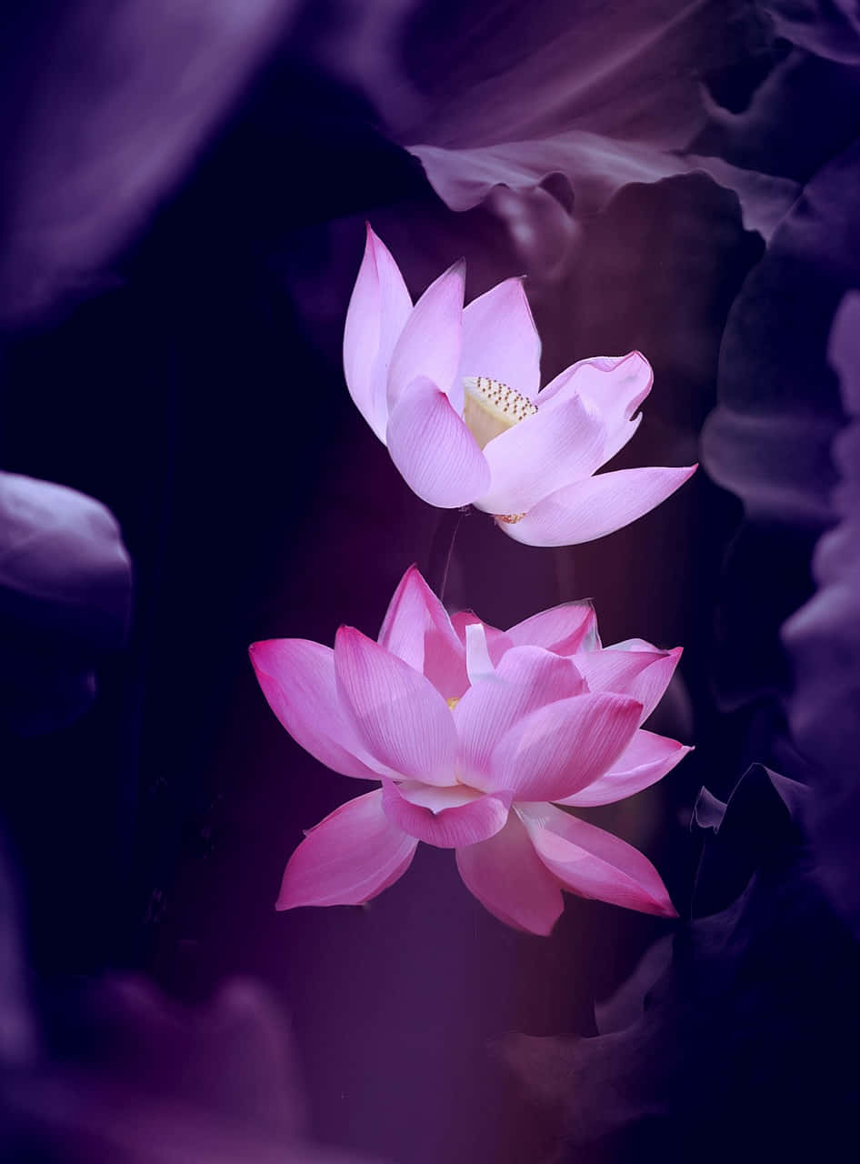 Flowers Nature Pink Petals Violet Background