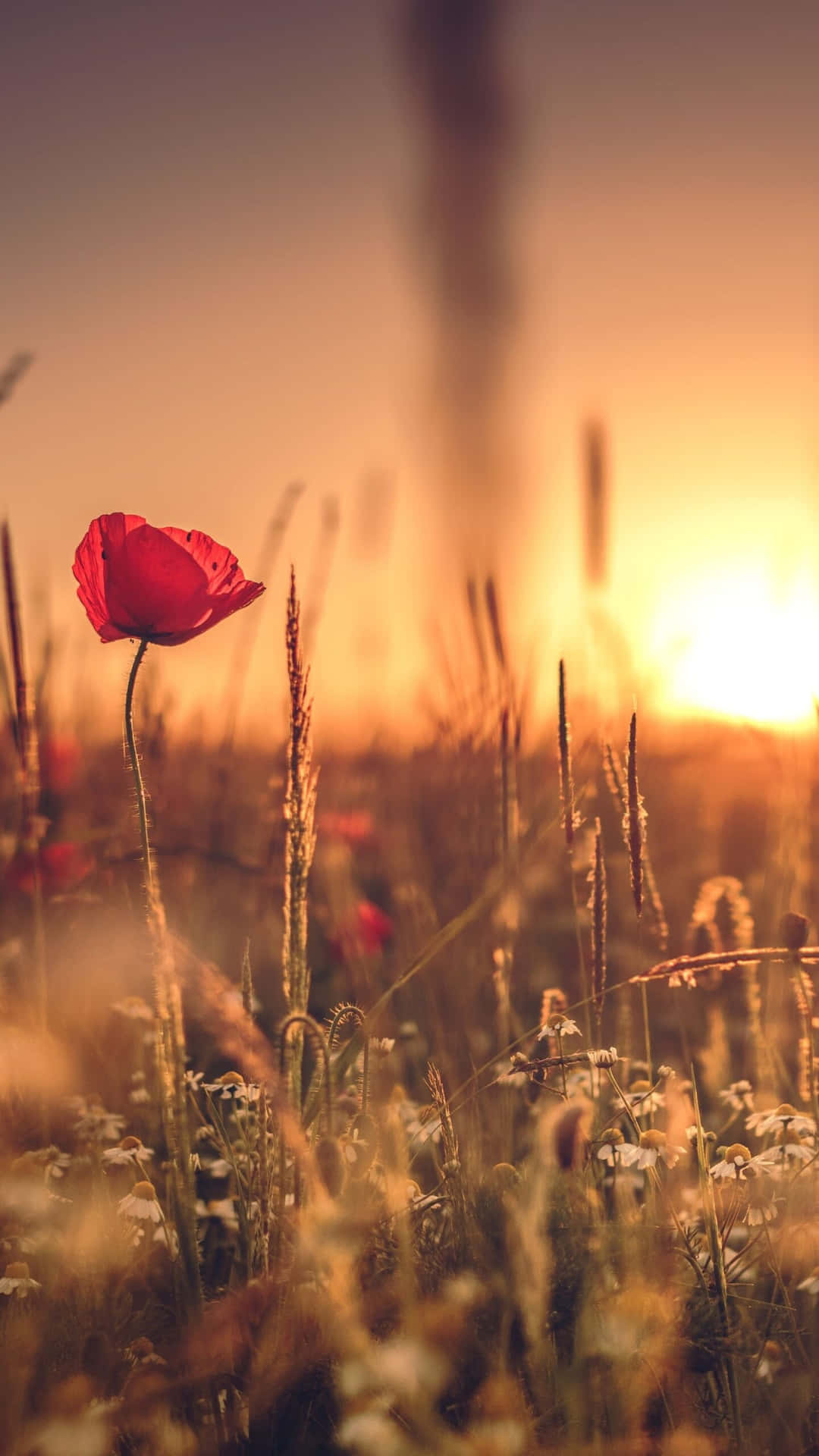 Flowers Nature Red And White Background