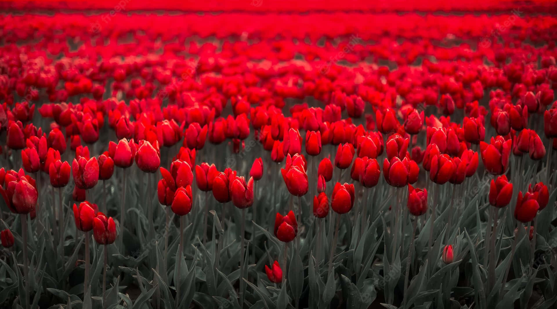 Flowers Nature Red Tulips