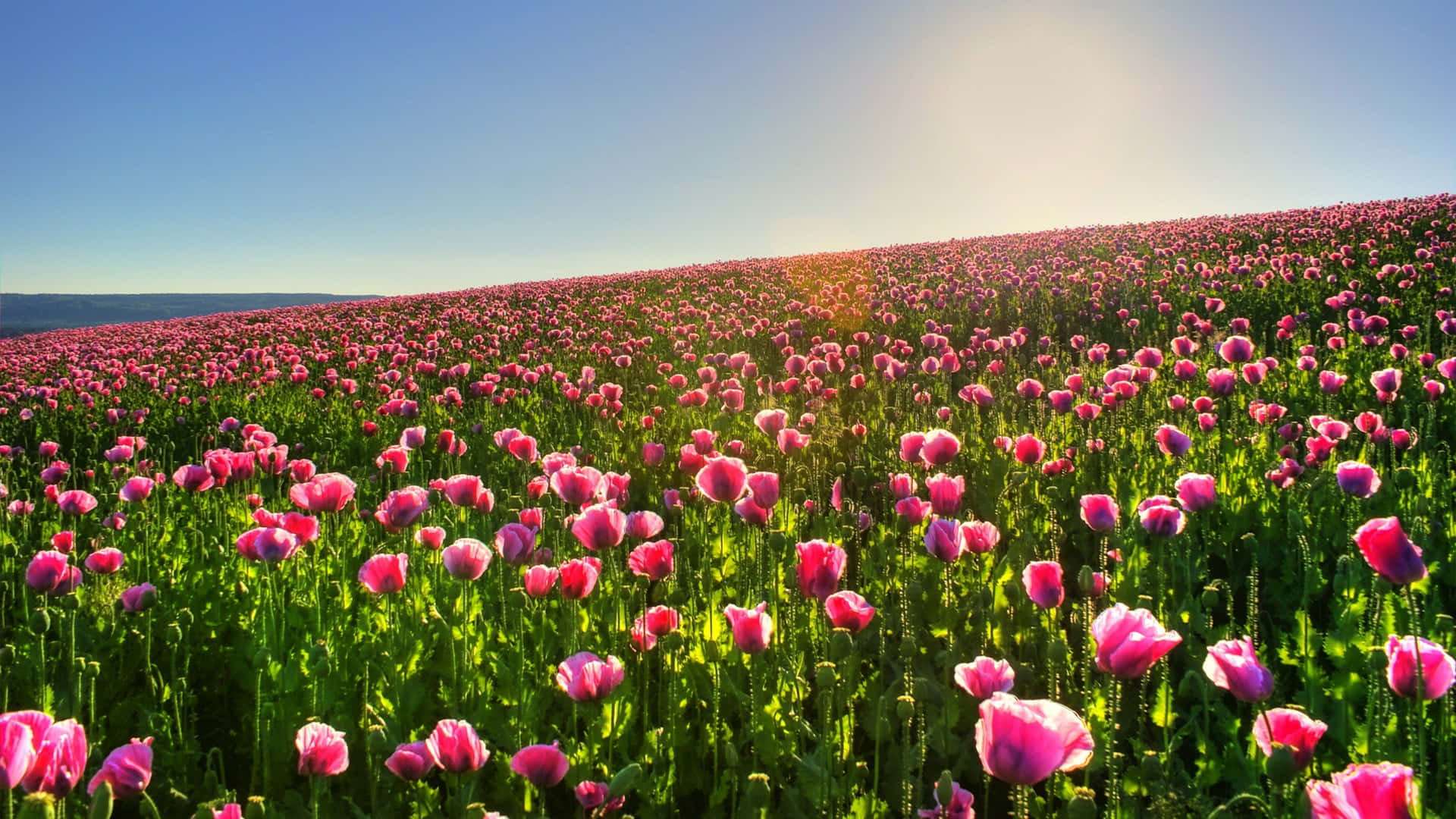 Flowers Nature Sun And Blue Sky Background