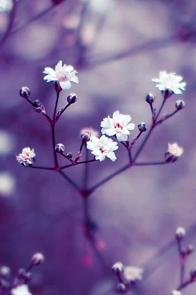 Flowers Nature White Petals Buds Background