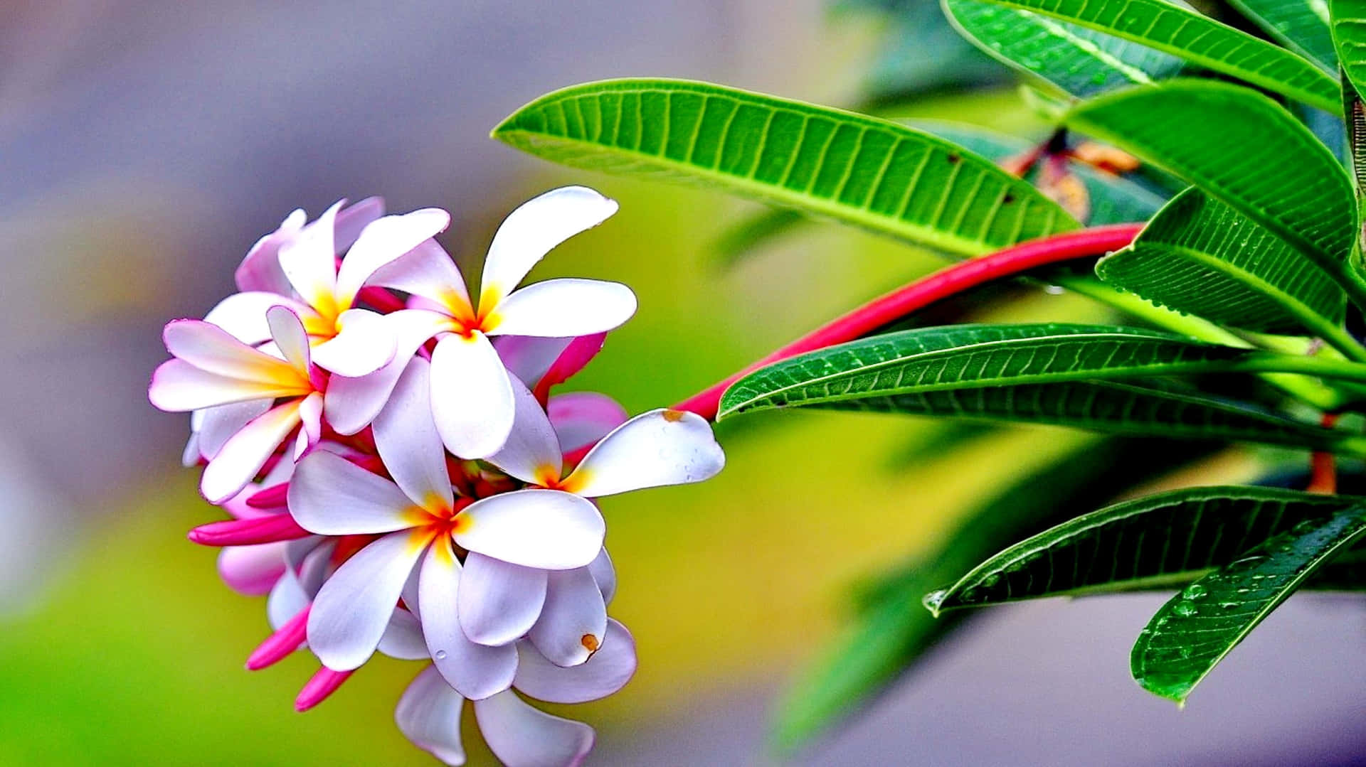 Flowers Nature White With Yellow Color Background