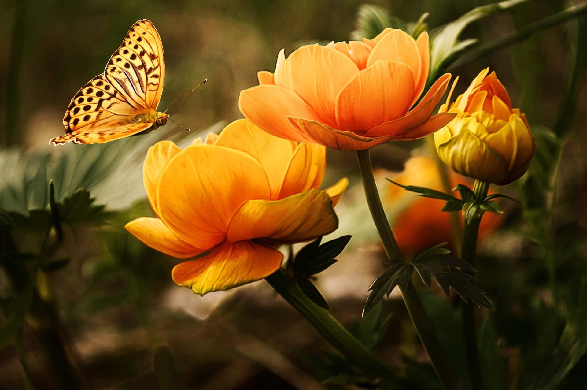 Flowers Nature Yellow Butterfly Flying