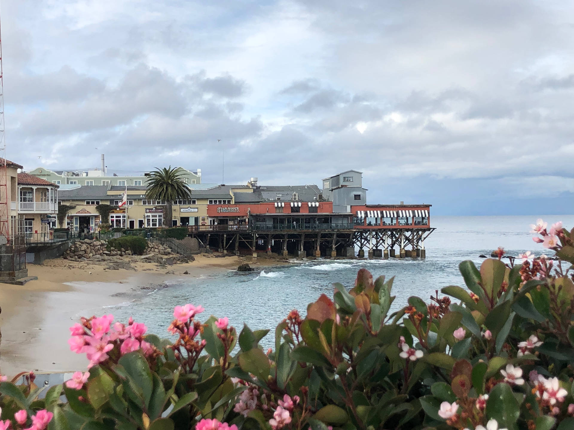 Flowers Near Cannery Row Shore Background