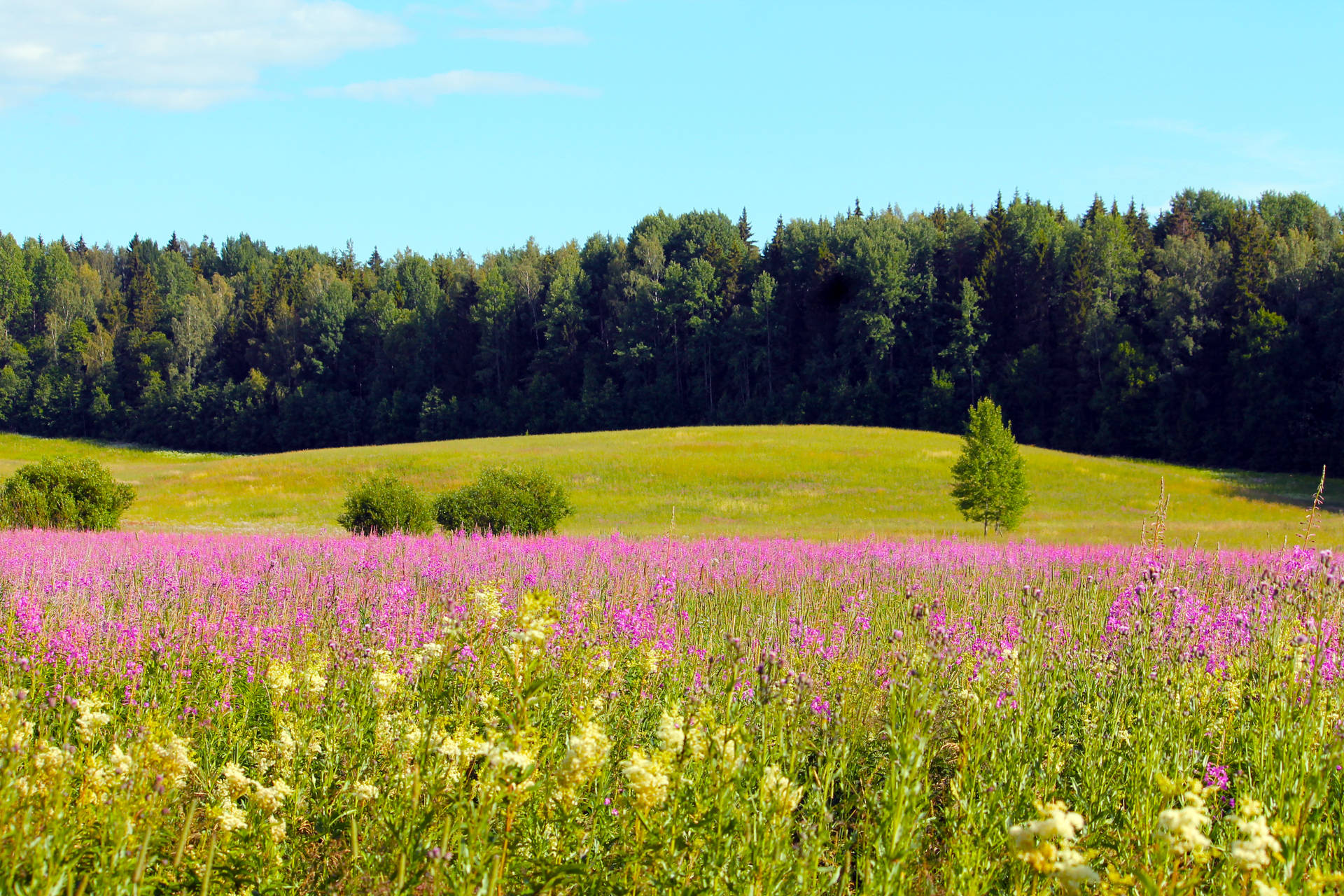 Flowers Of Finland Green Meadows Background