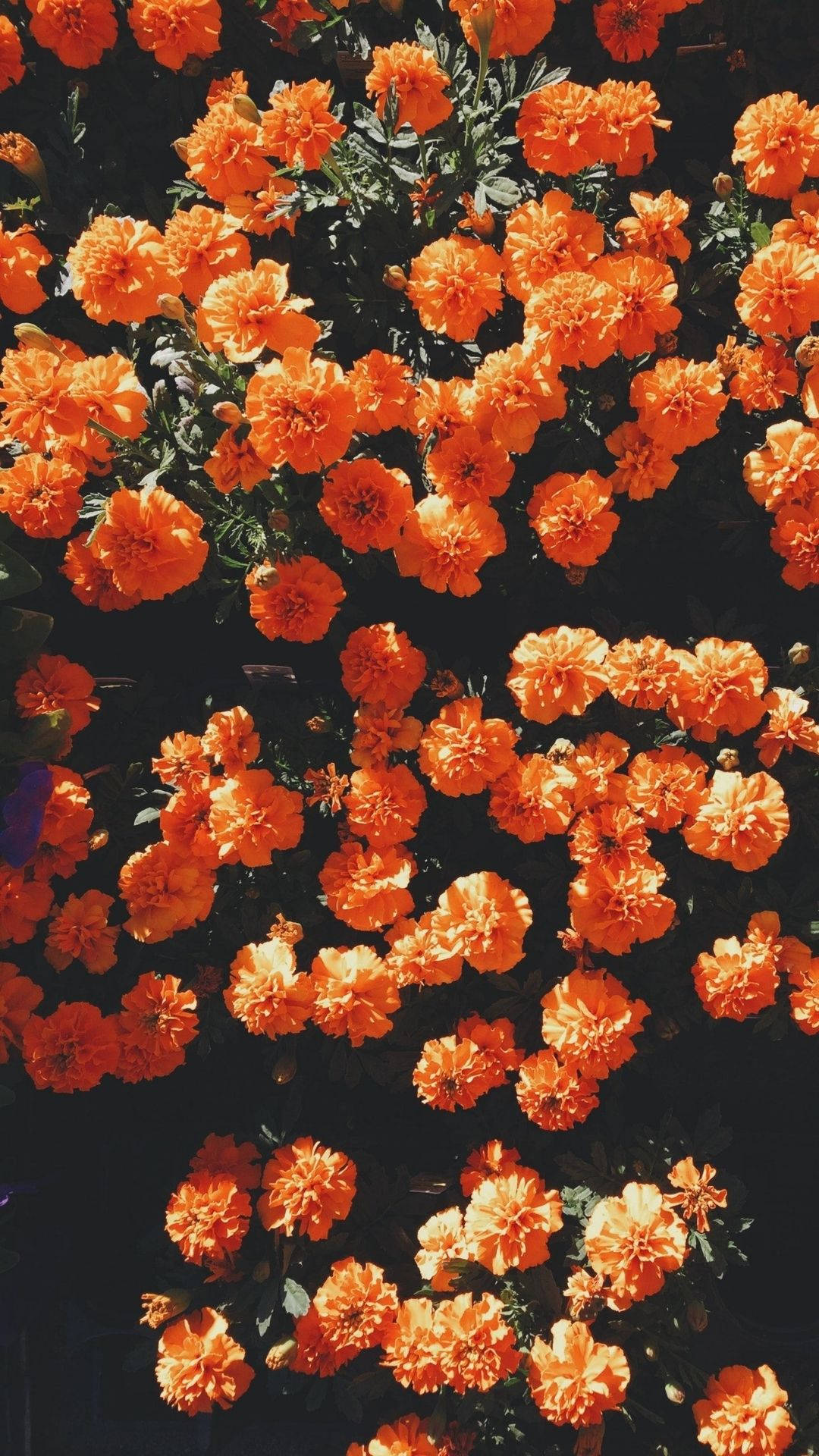 Flowers Orange Background Background