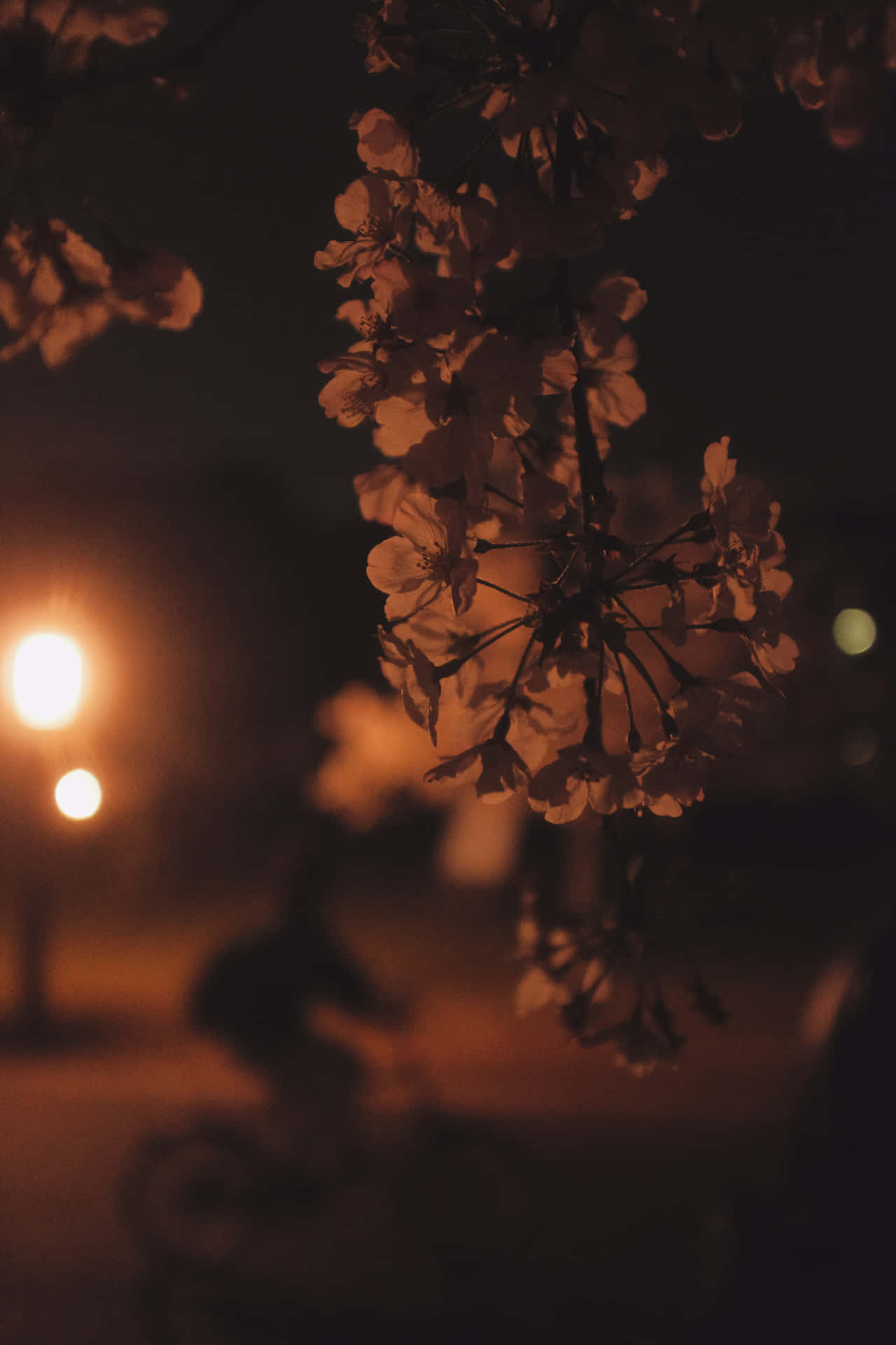 Flowers Silhouette Tumblr Photography Iphone