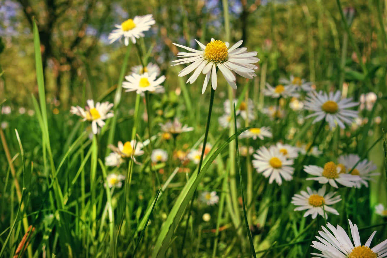 Flowers With A Perennial Smell On A Sunny Day Background