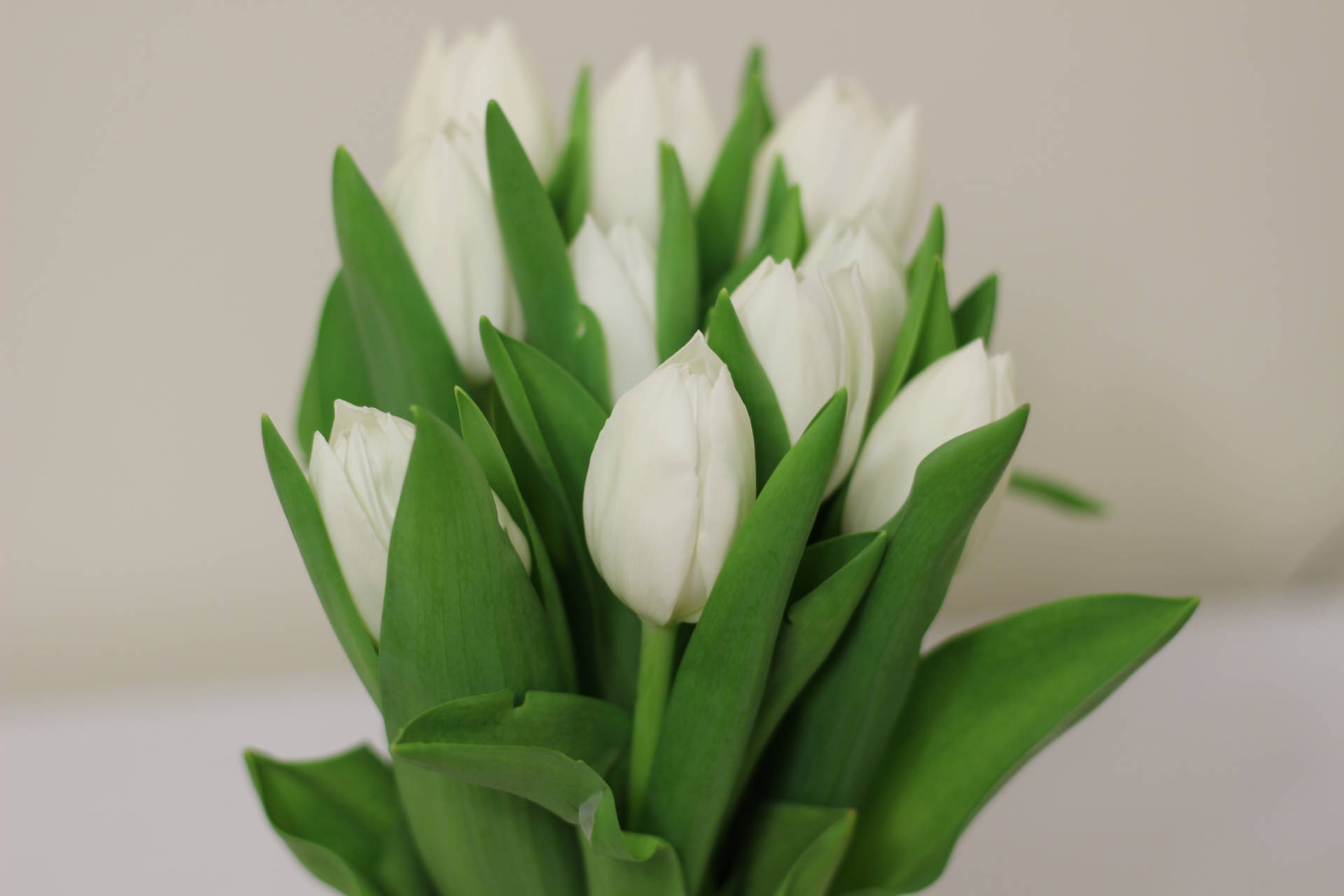 Flowers With Green Floral Background