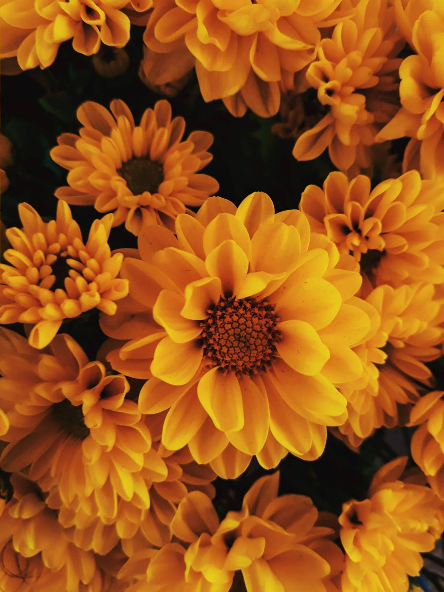 Flowers Yellow Hd Iphone Background