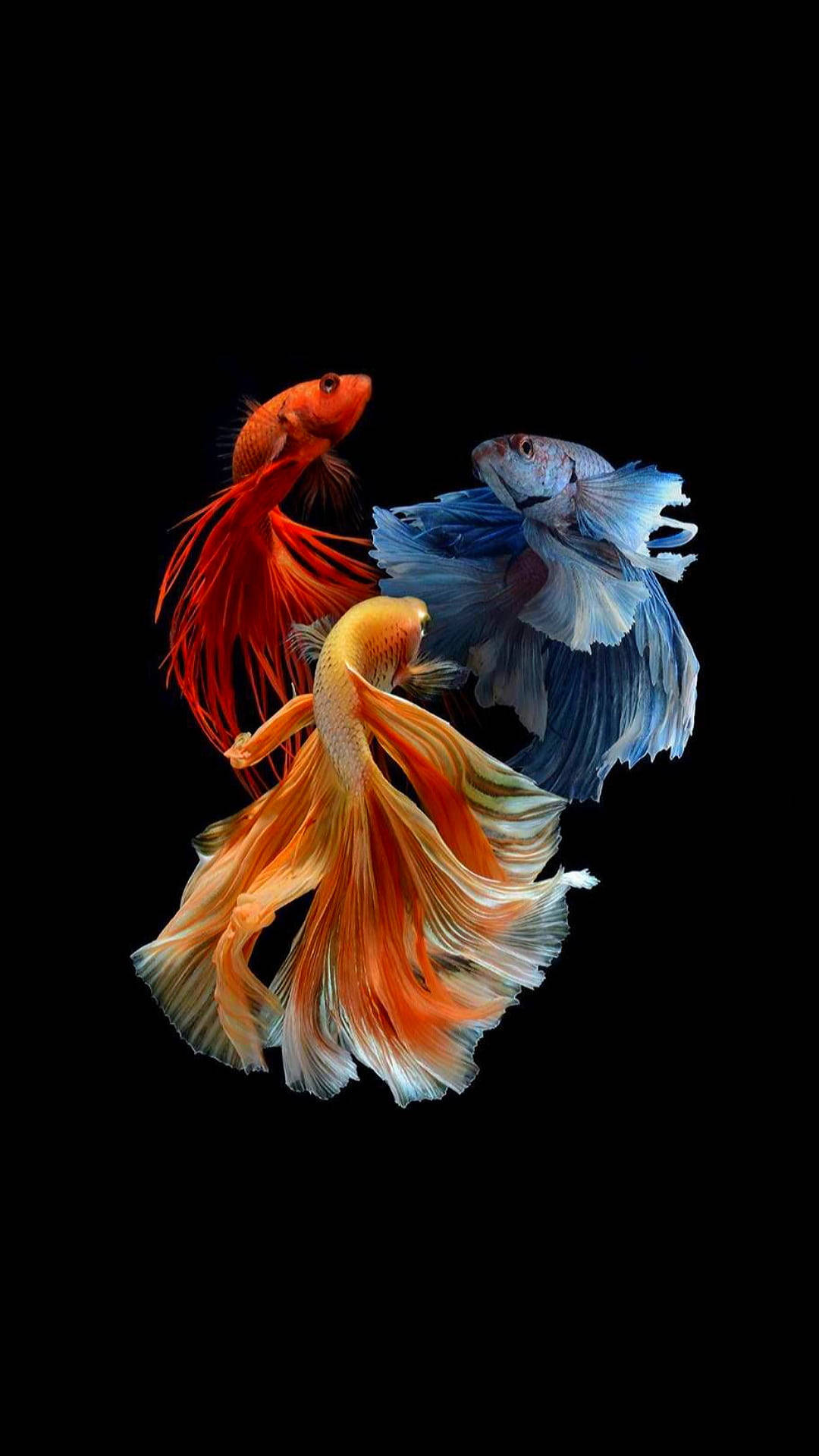 Flowing Tails Beautiful Fish Background
