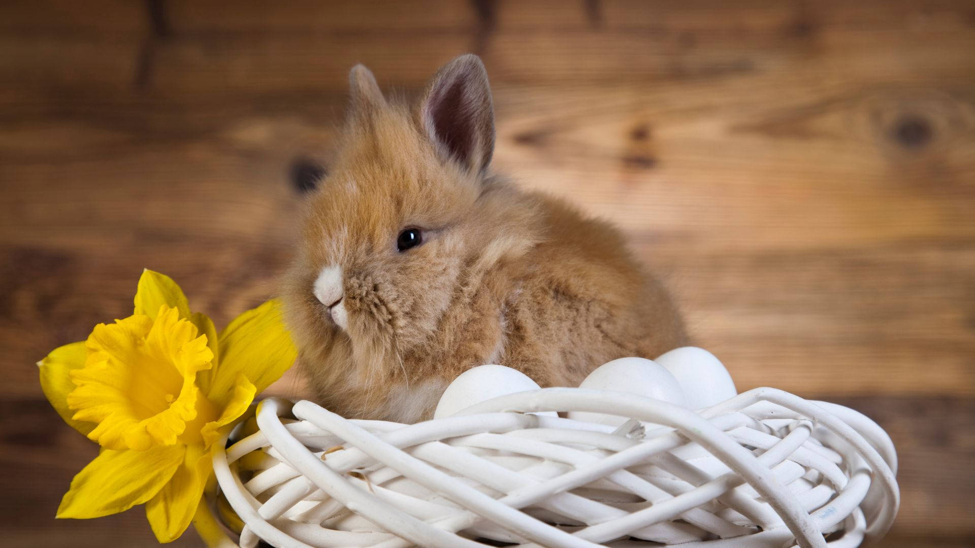 Fluffy And Cute Brown Baby Bunny