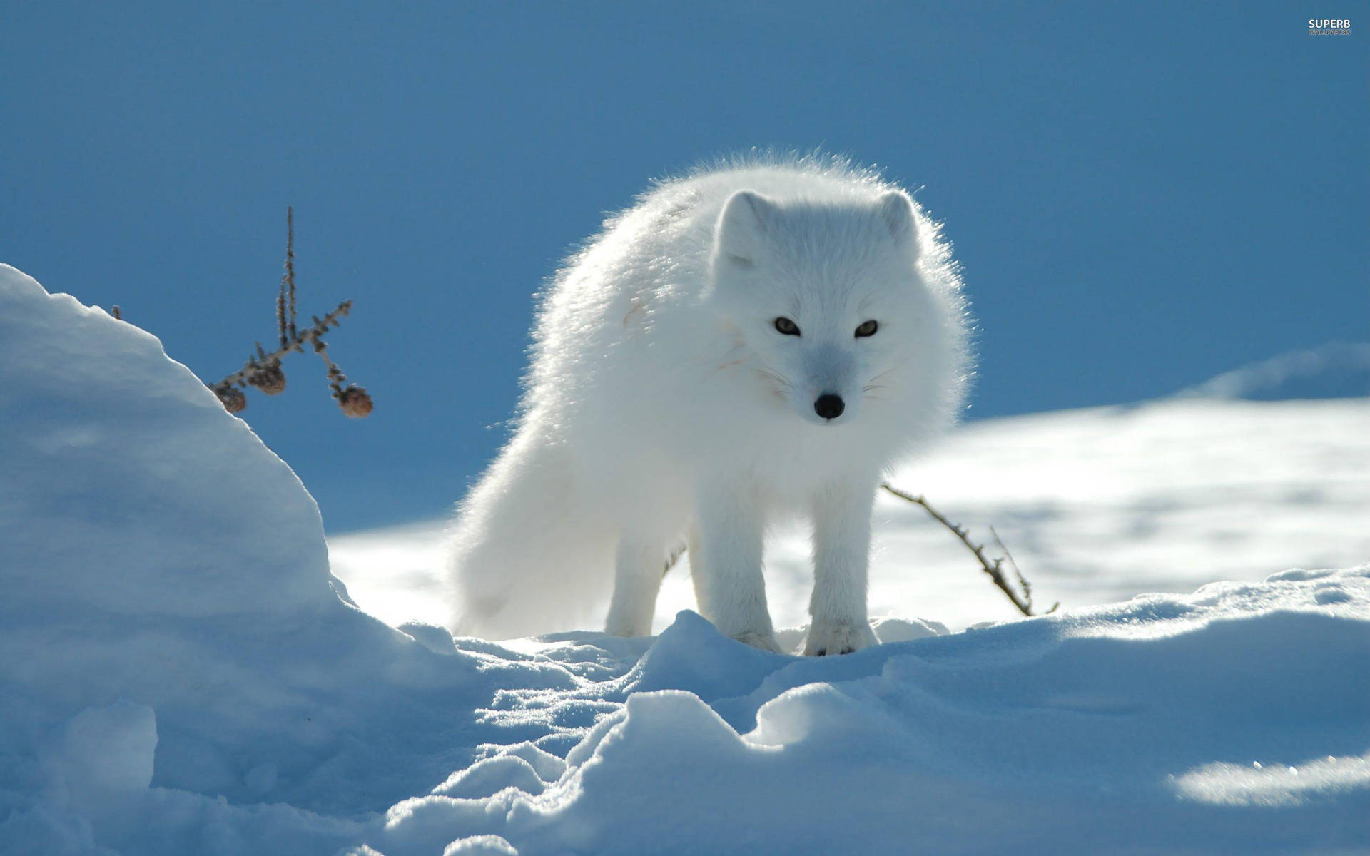 Fluffy Arctic White Fox Background