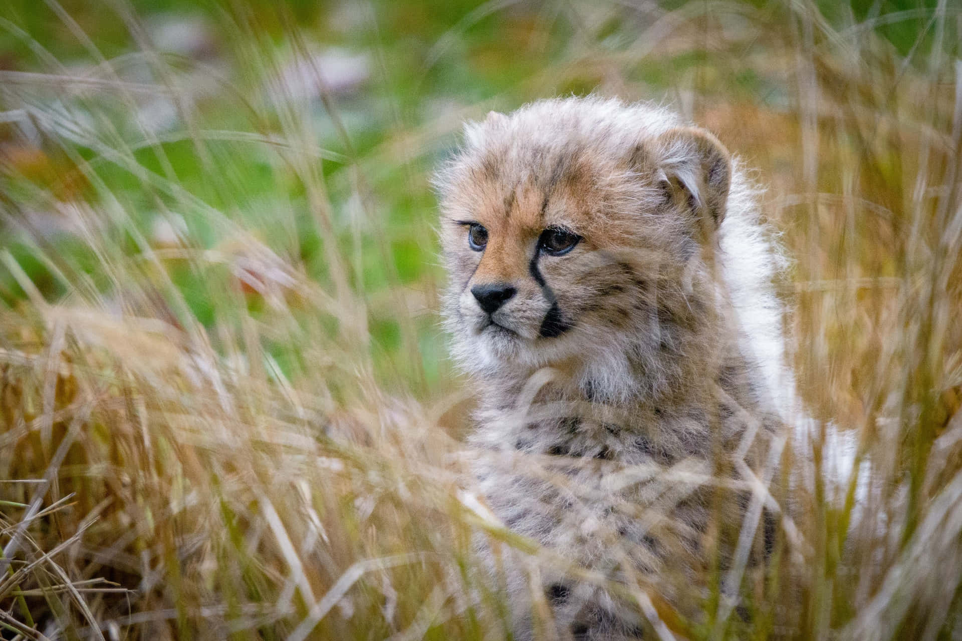 Fluffy Baby Cheetah Looking Alert Background