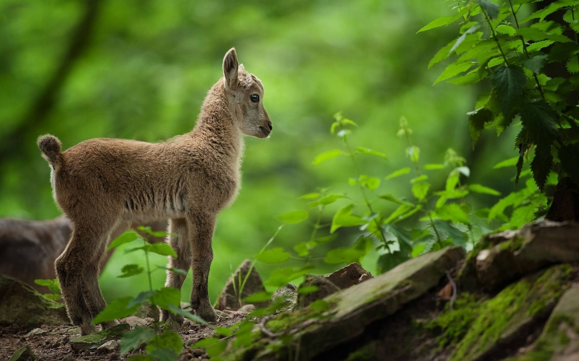 Fluffy Baby Goat In A Forest Background