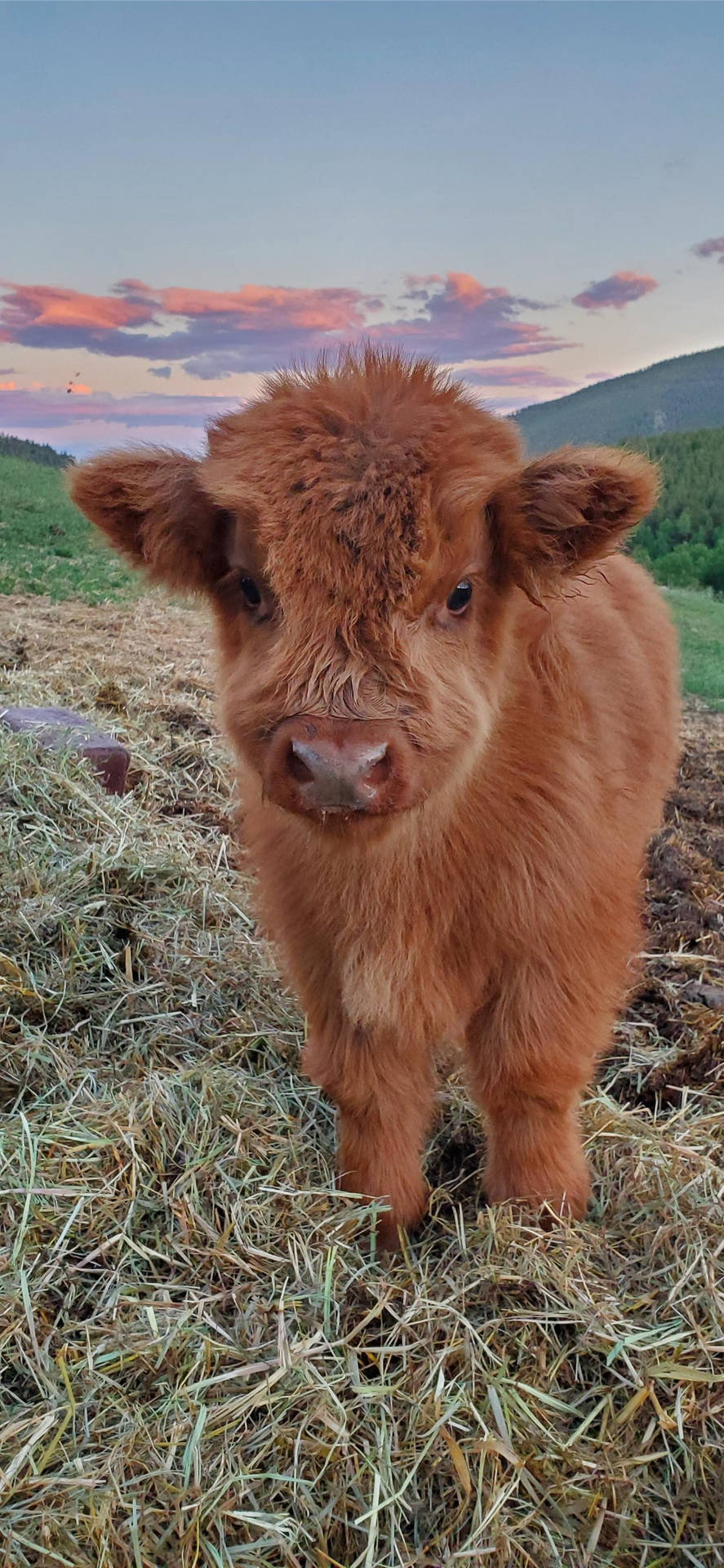 Fluffy Baby Highland Brown Cattle Background