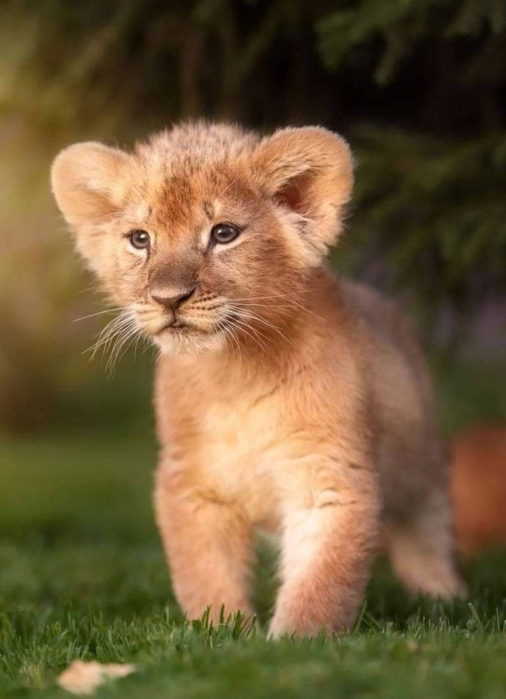 Fluffy Baby Lion
